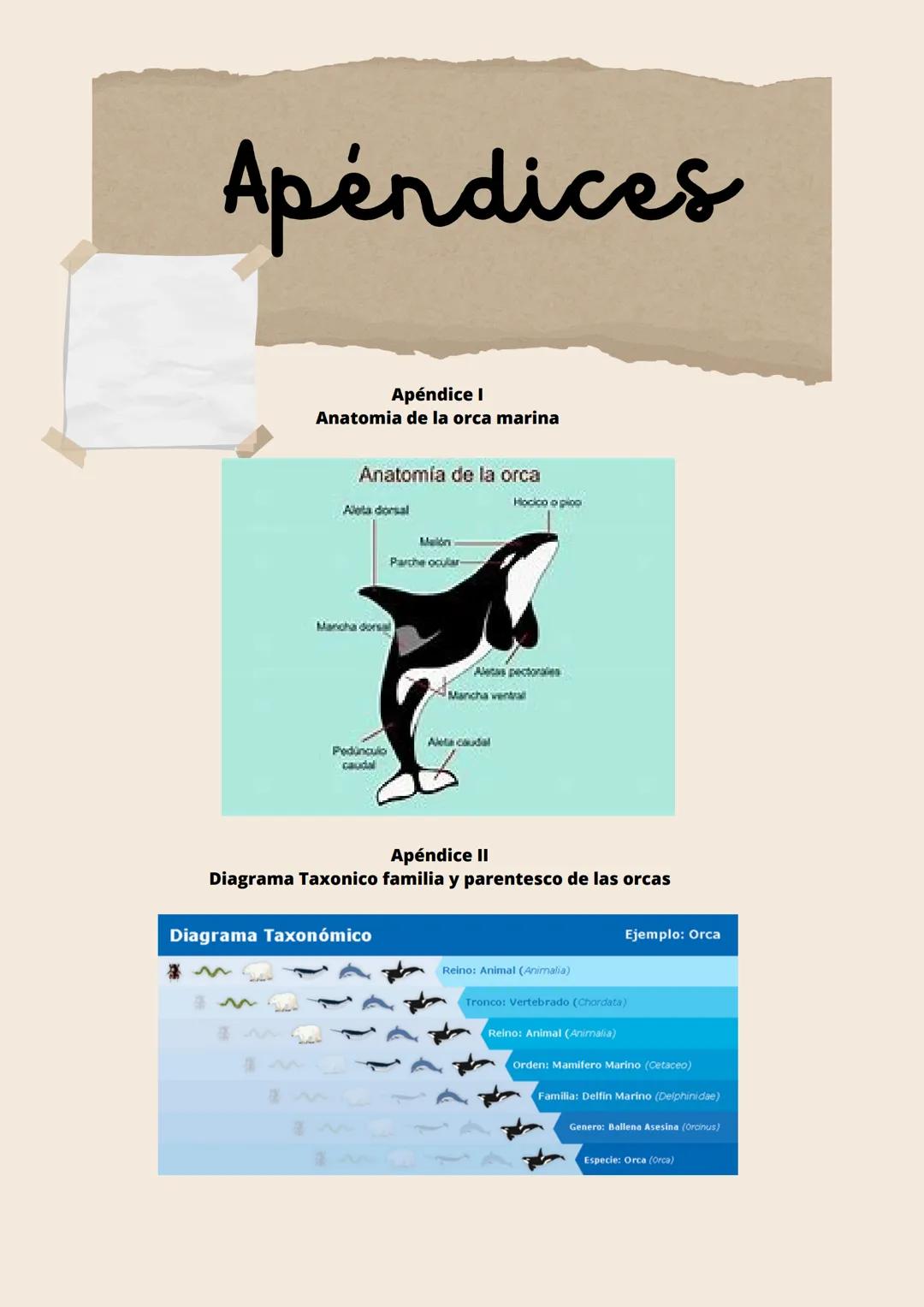 Biología I
Reporte de investigación
Orcas Marinas GODFATHER
Into the woods (
Tabla de
contenido
• Portada
• Tabla de contenido
• Indice de t