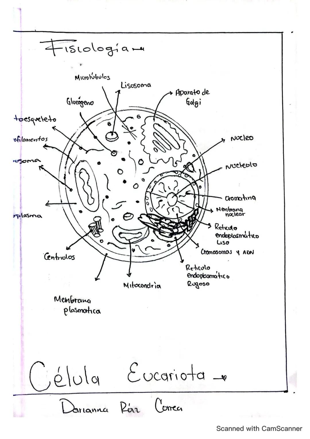 Fisiologia
toesqueleto
ofilamentos
Microtubulos
Glucogeno
soma
plasma
Lisosoma
Aparato de
Golgi
6
Nocleo
Nucleolo
Centriolos
Mem