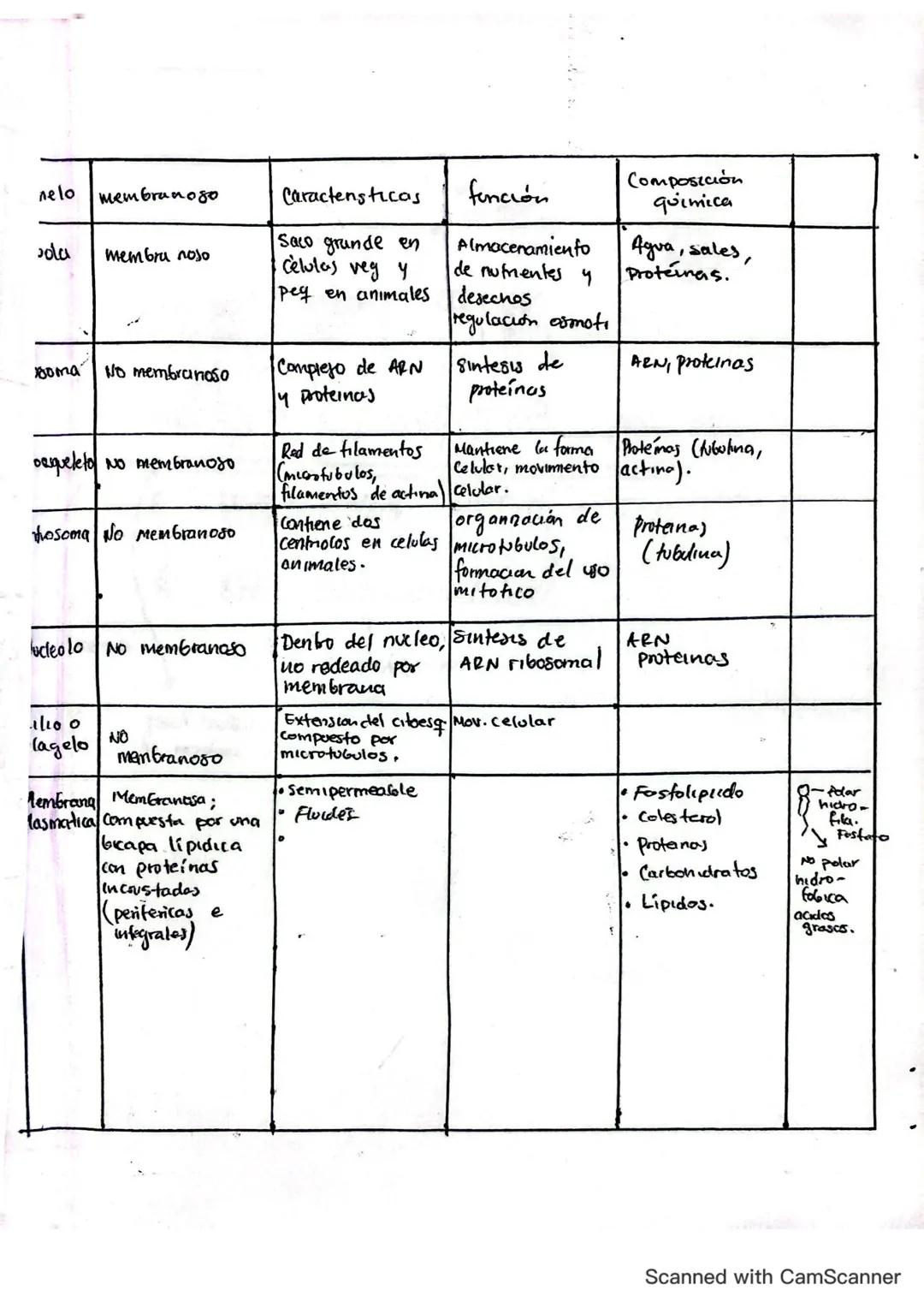 Fisiologia
toesqueleto
ofilamentos
Microtubulos
Glucogeno
soma
plasma
Lisosoma
Aparato de
Golgi
6
Nocleo
Nucleolo
Centriolos
Mem