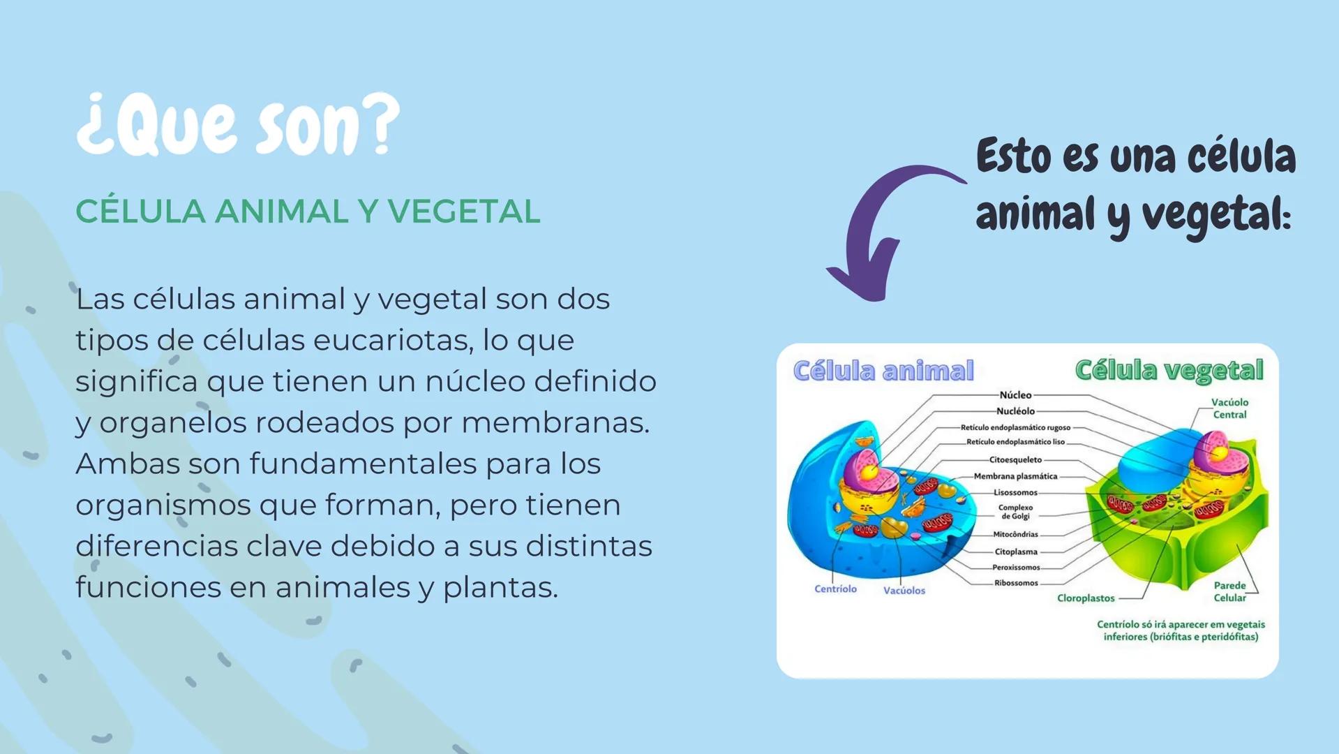 Célula
animal y
vegetal
@MICHTAAPRO # Índice
1. ¿QUÉ ES?
2. DIFERENCIAS Y
SIMILITUDES
3. CARACTERISTICAS
4. CONCLUSIÓN # ¿Que son?
CÉLULA