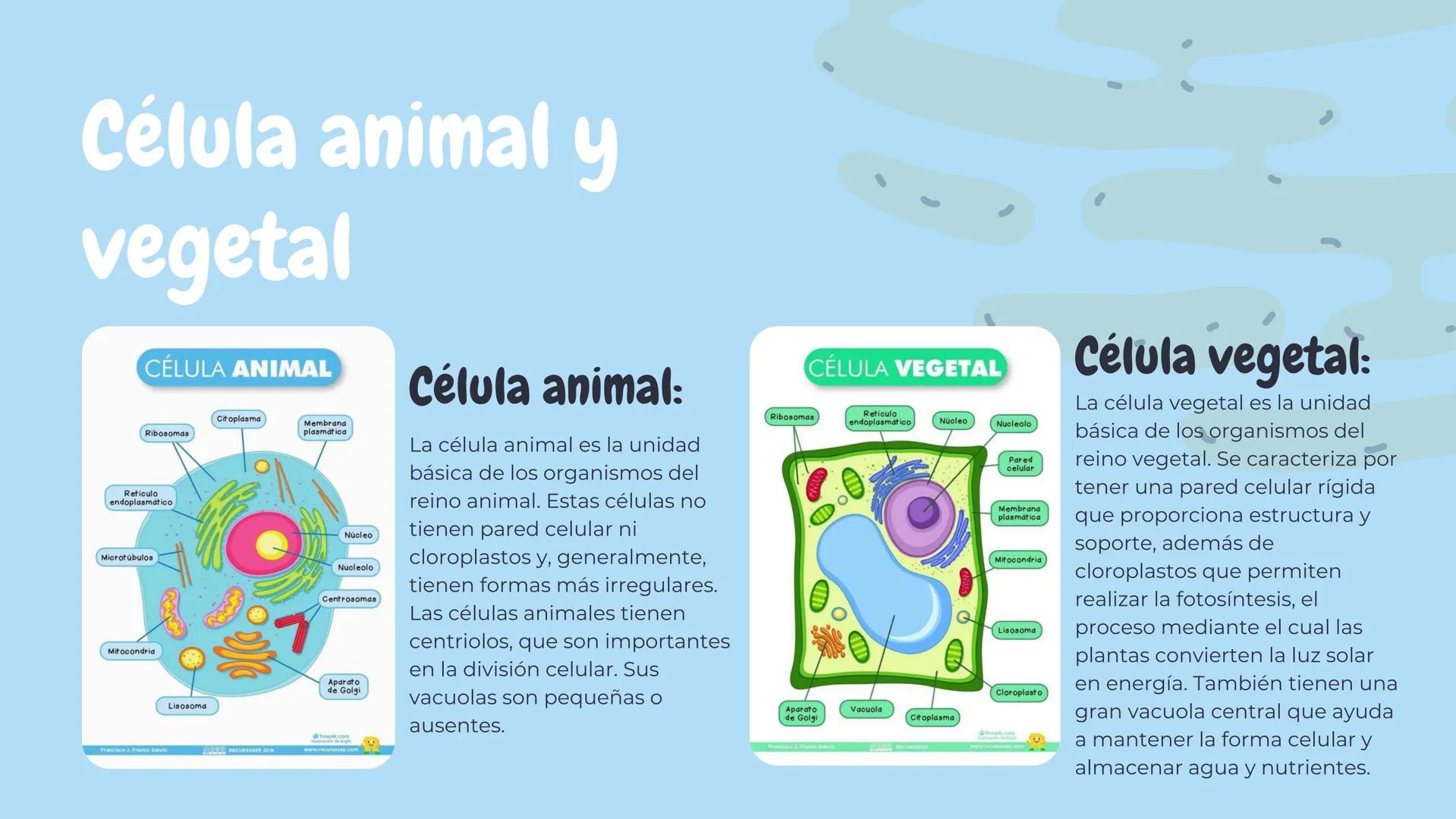 Célula
animal y
vegetal
@MICHTAAPRO # Índice
1. ¿QUÉ ES?
2. DIFERENCIAS Y
SIMILITUDES
3. CARACTERISTICAS
4. CONCLUSIÓN # ¿Que son?
CÉLULA