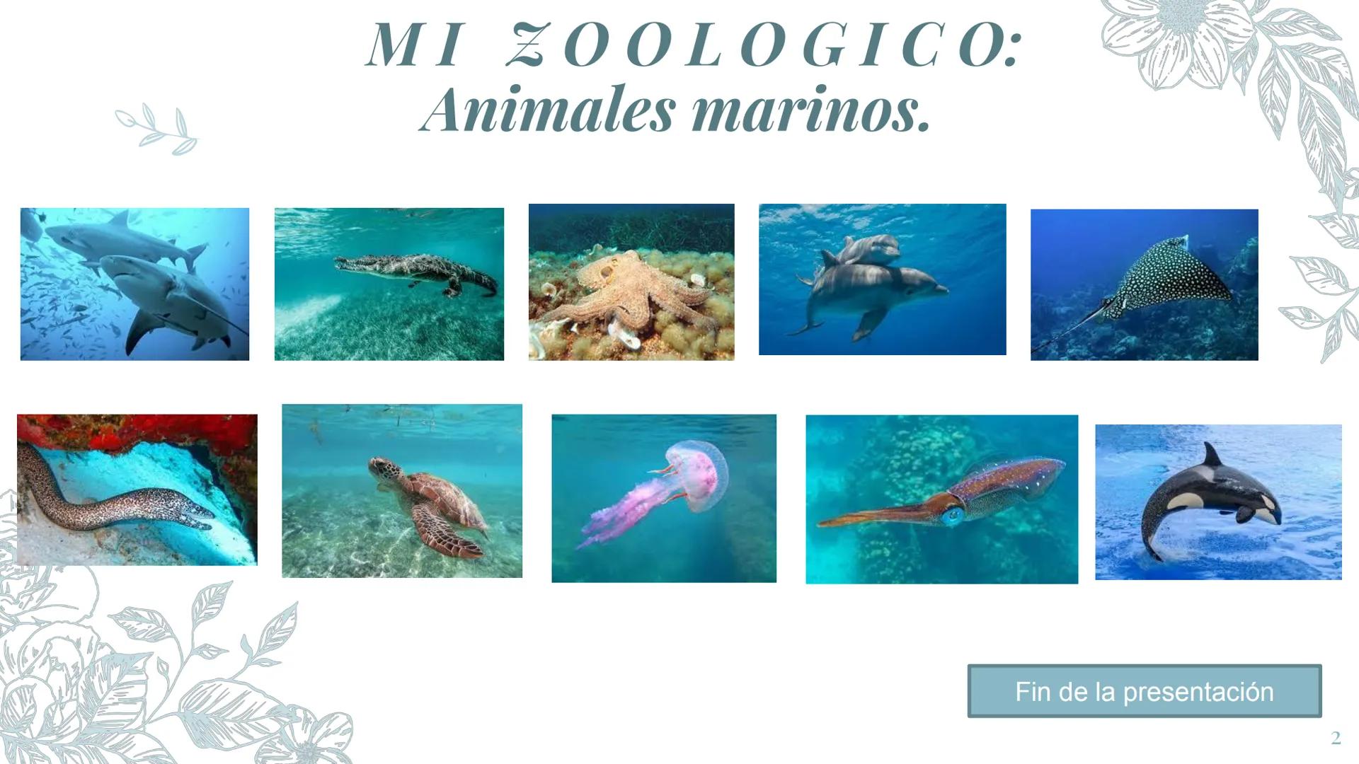 MI ZOOLOGICO:
Animales marinos.
Fin de la presentación
2 Gran tiburón Blanco
El tiburón blanco o gran tiburón blanco es la
especie de peces