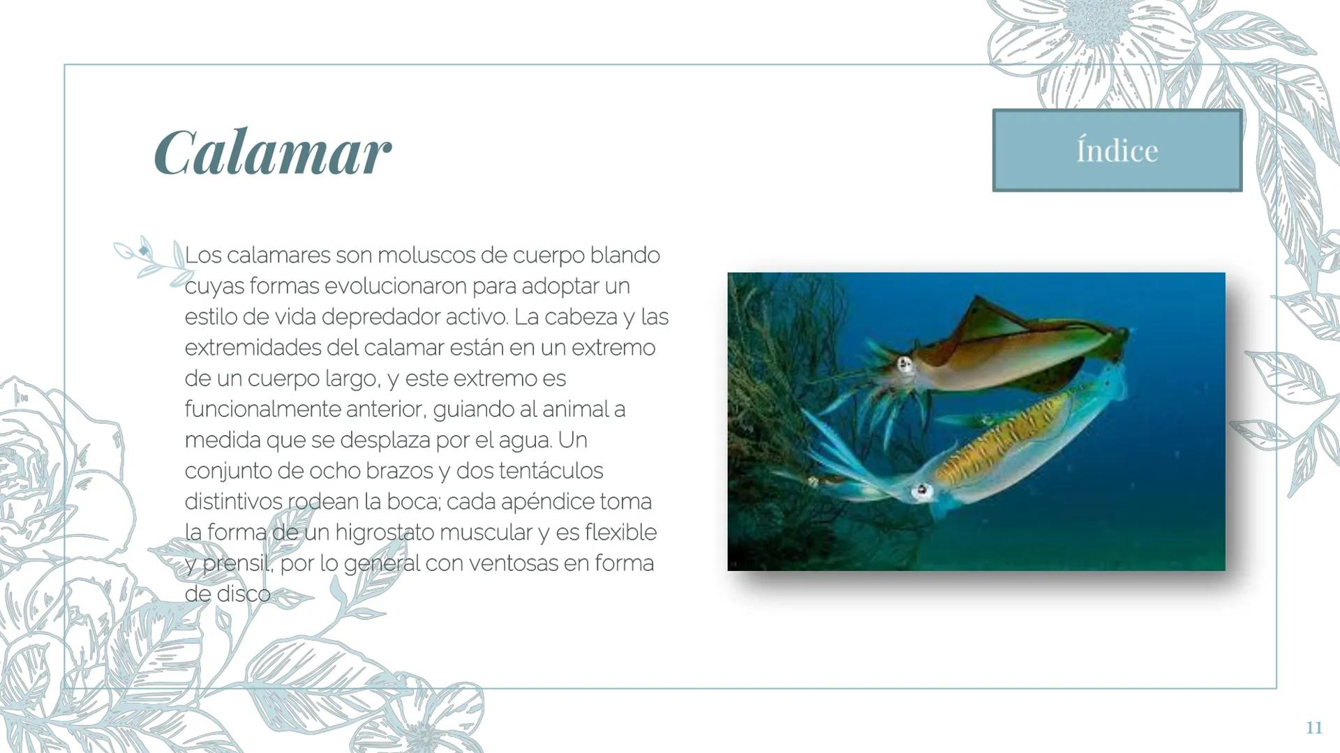 MI ZOOLOGICO:
Animales marinos.
Fin de la presentación
2 Gran tiburón Blanco
El tiburón blanco o gran tiburón blanco es la
especie de peces