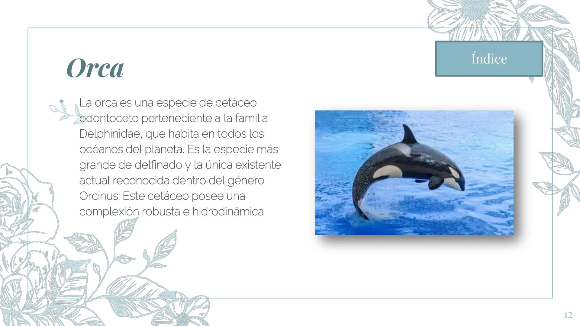 MI ZOOLOGICO:
Animales marinos.
Fin de la presentación
2 Gran tiburón Blanco
El tiburón blanco o gran tiburón blanco es la
especie de peces