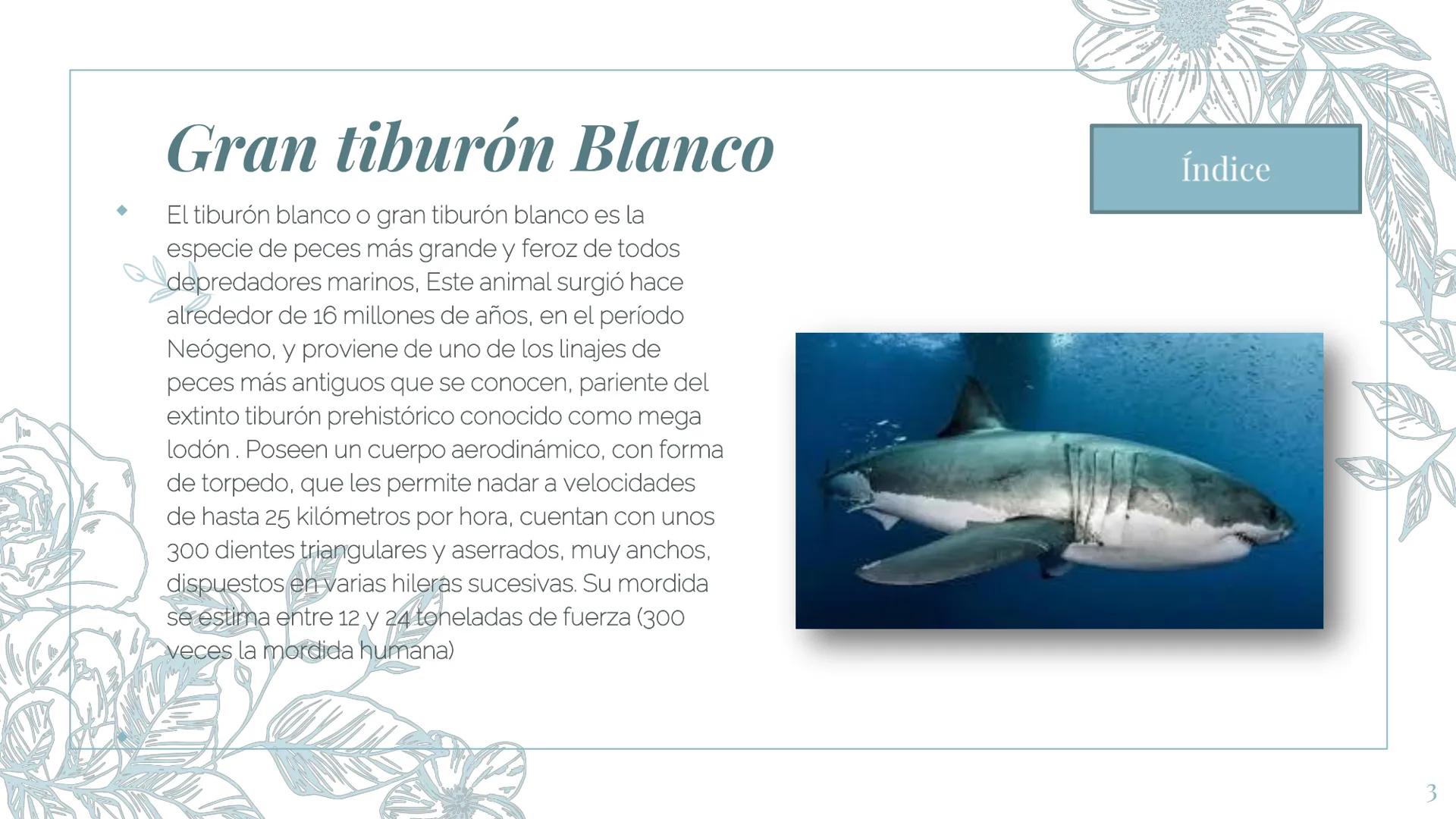 MI ZOOLOGICO:
Animales marinos.
Fin de la presentación
2 Gran tiburón Blanco
El tiburón blanco o gran tiburón blanco es la
especie de peces