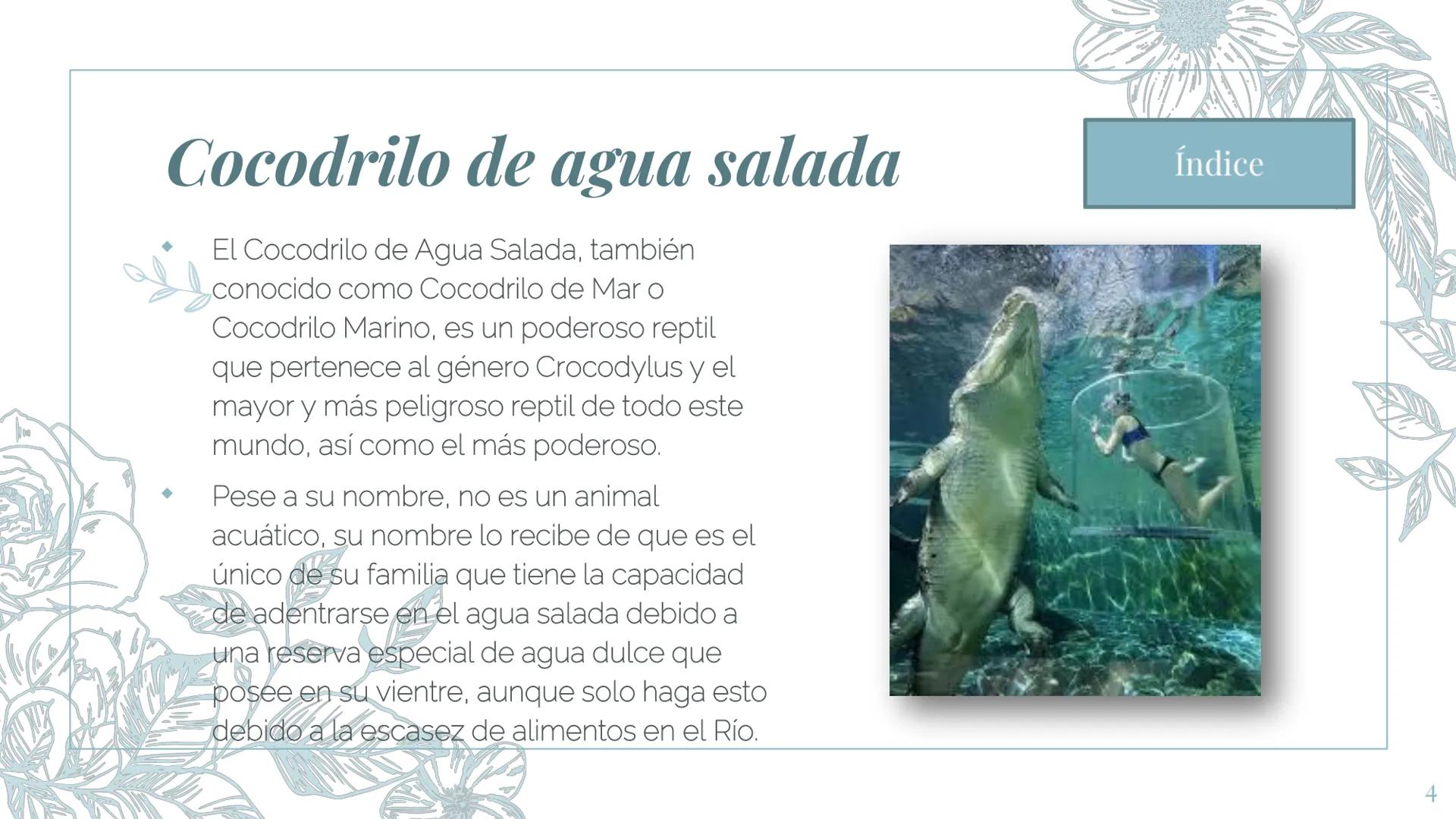 MI ZOOLOGICO:
Animales marinos.
Fin de la presentación
2 Gran tiburón Blanco
El tiburón blanco o gran tiburón blanco es la
especie de peces