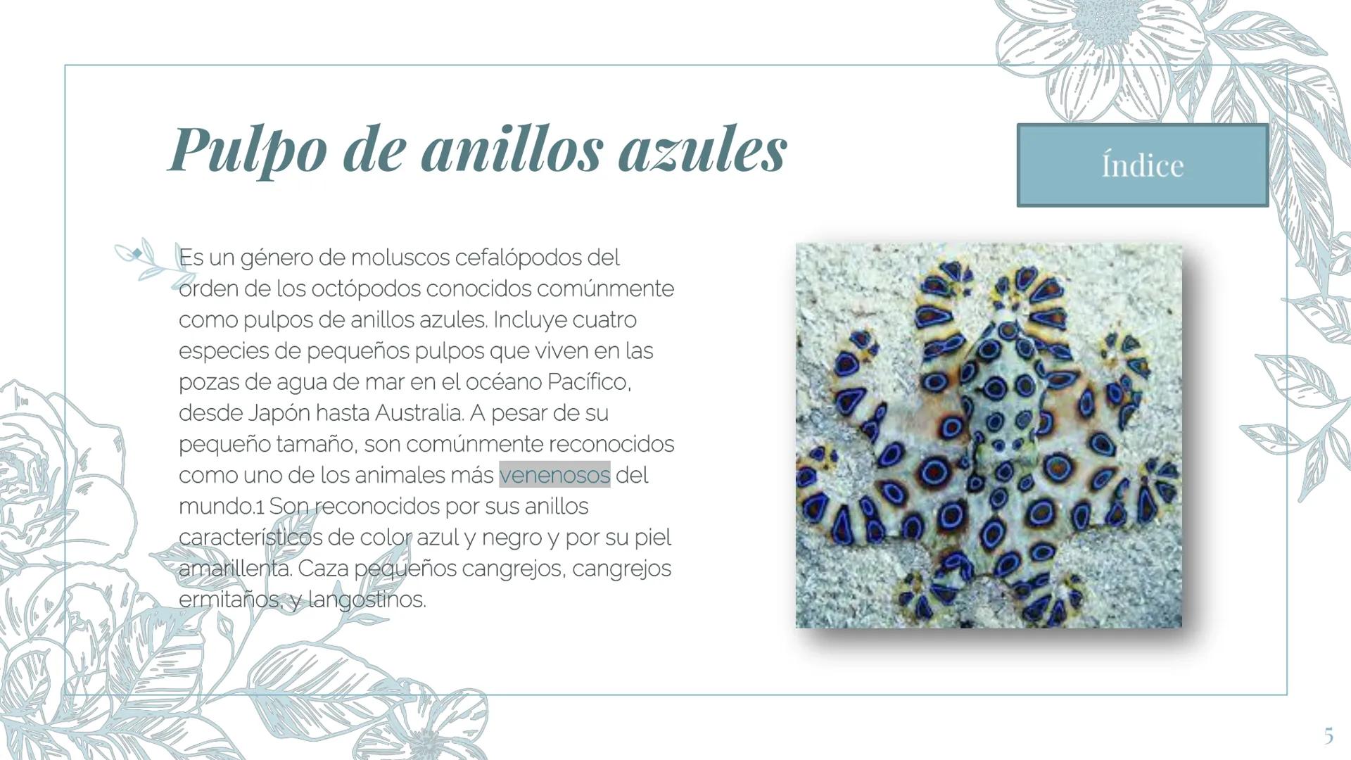 MI ZOOLOGICO:
Animales marinos.
Fin de la presentación
2 Gran tiburón Blanco
El tiburón blanco o gran tiburón blanco es la
especie de peces