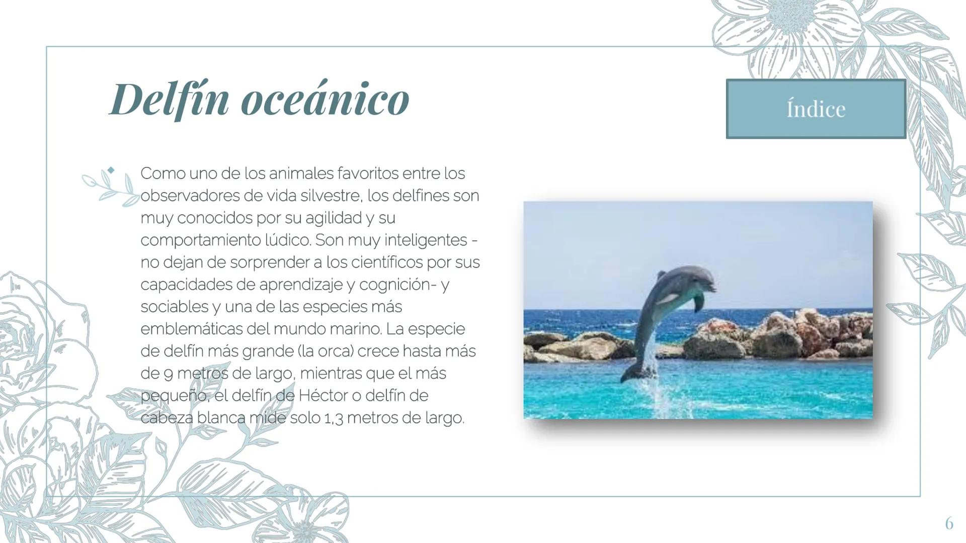 MI ZOOLOGICO:
Animales marinos.
Fin de la presentación
2 Gran tiburón Blanco
El tiburón blanco o gran tiburón blanco es la
especie de peces