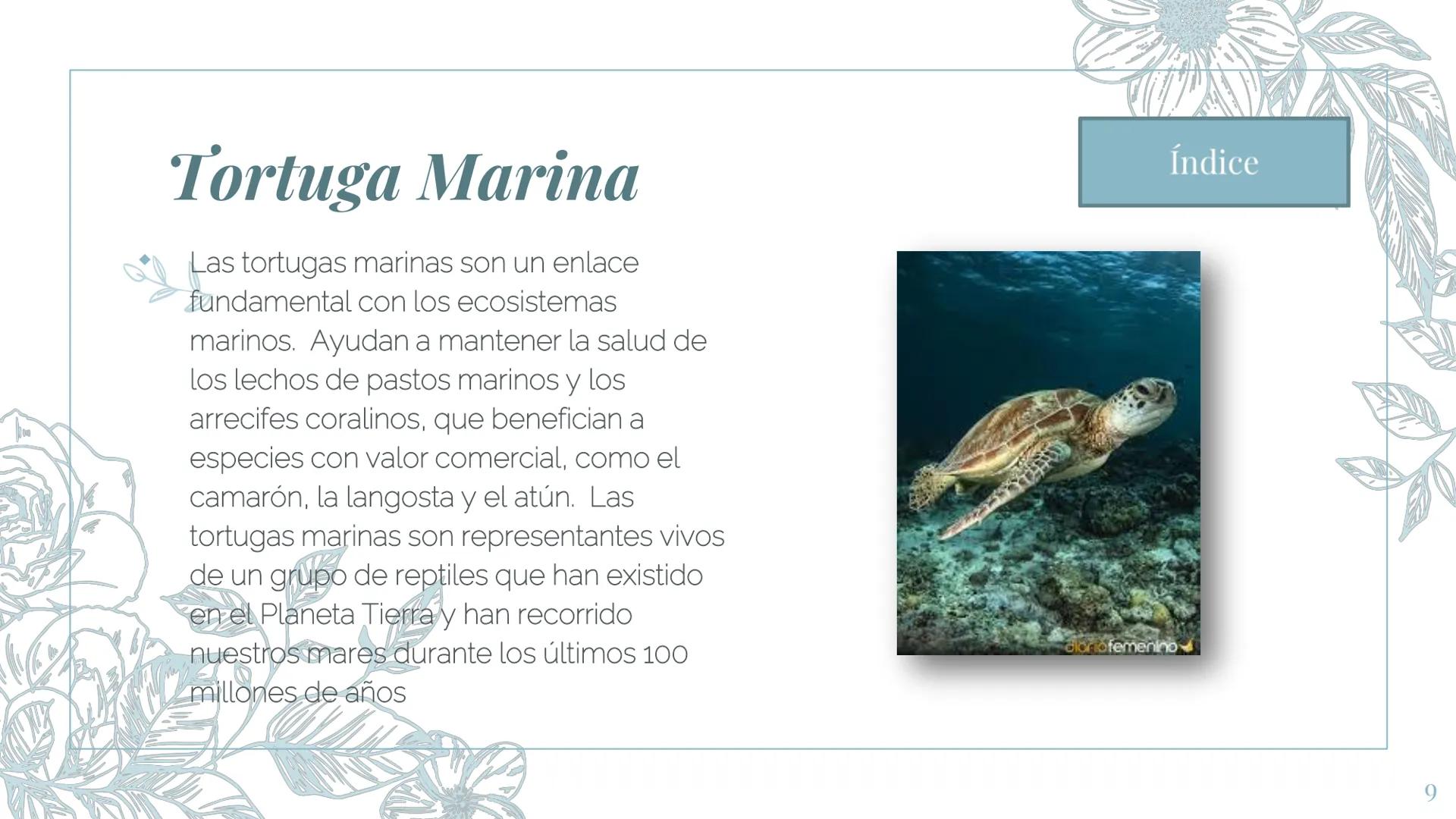 MI ZOOLOGICO:
Animales marinos.
Fin de la presentación
2 Gran tiburón Blanco
El tiburón blanco o gran tiburón blanco es la
especie de peces