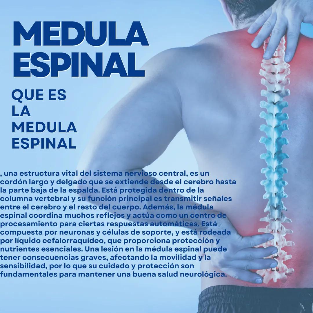 # MEDULA
ESPINAL
QUE ES
LA
MEDULA
ESPINAL
, una estructura vital del sistema nervioso central, es un
cordón largo y delgado que se extiend