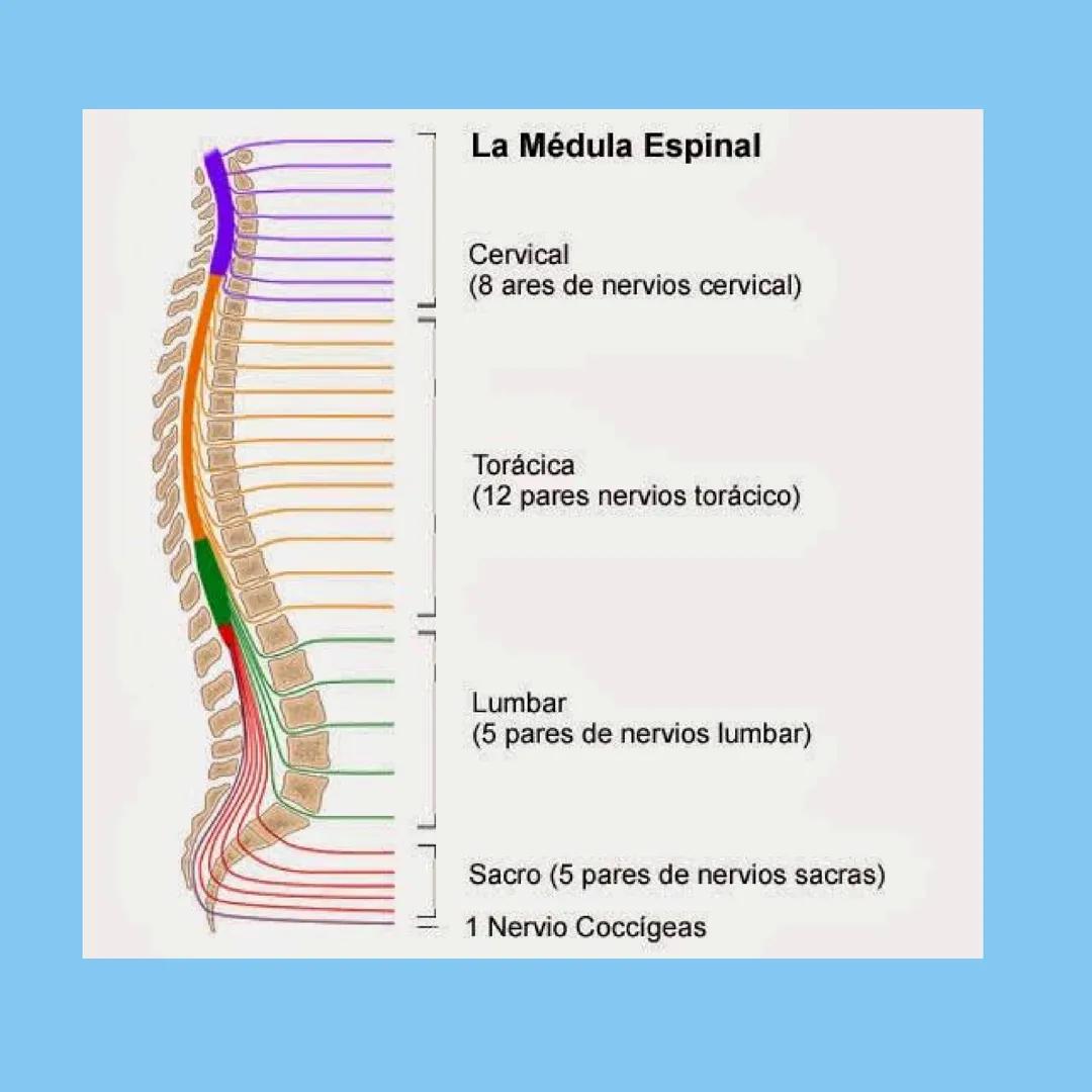 # MEDULA
ESPINAL
QUE ES
LA
MEDULA
ESPINAL
, una estructura vital del sistema nervioso central, es un
cordón largo y delgado que se extiend