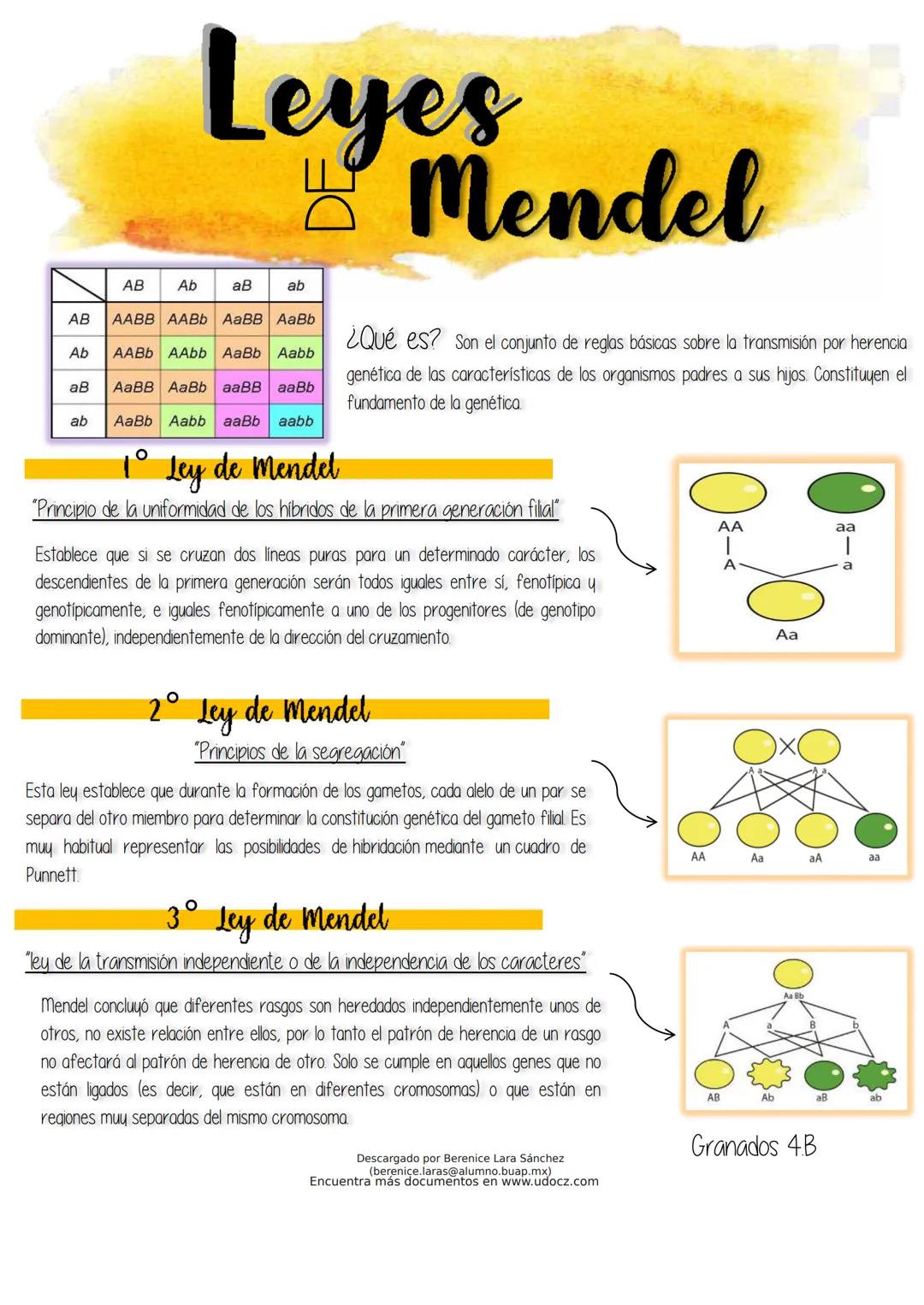 Leyes
Mendel
AABB AABb AaBB AaBb
AB
Ab
aB
ab
AB
Ab
aB
AaBB AaBb aaBB aaBb
AABb AAbb AaBb Aabb
ab AaBb Aabb aaBb aabb
1° Ley de Mendel
¿Qué e