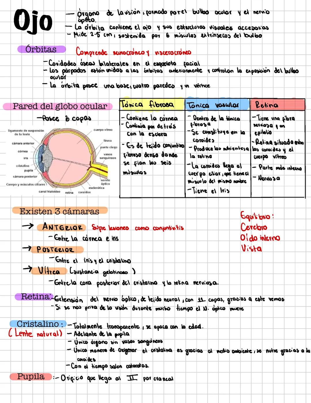 El Ojo y sus estructuras