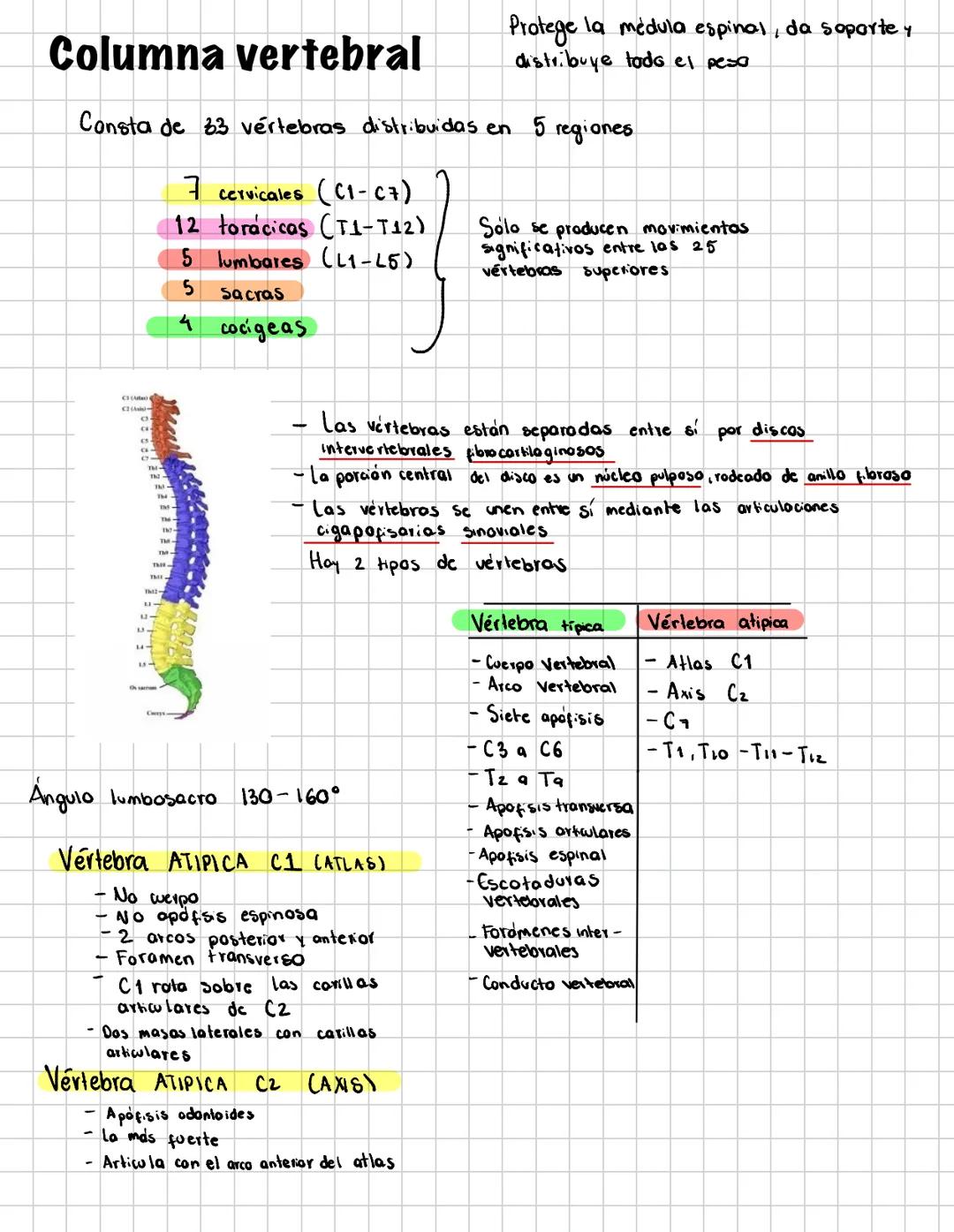 # Columna vertebral
Consta de 33 vértebras distribuidas en 5 regiones
7 cervicales (C1-C7)
12 torácicas (T1-T12)
5 lumbares (L1-15)
5 S