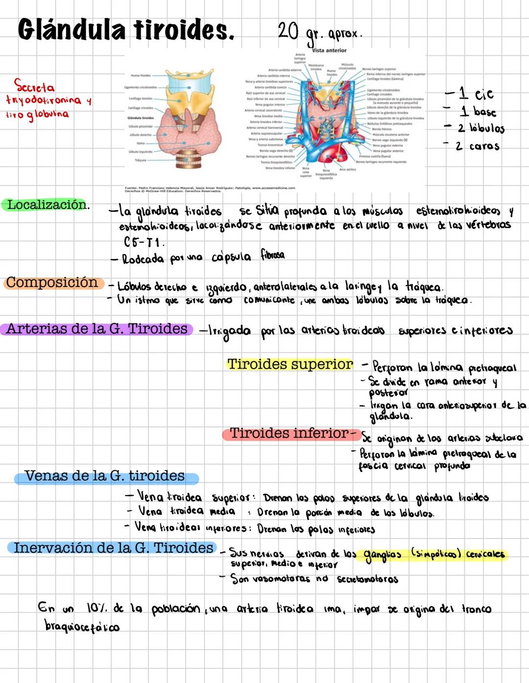 # Glándula tiroides.
Secreta
tryodotironina y
liro globuina
20 gr. aprox.
Vista anterior
- 1 cie
- 1 basc
- 2 lóbulos
- 2 caras
Localiz