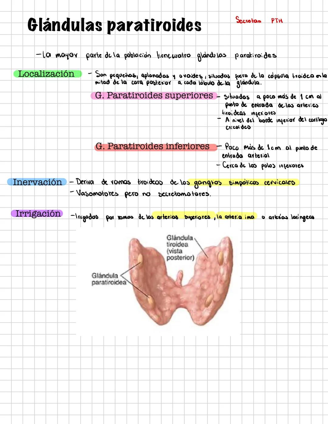 # Glándula tiroides.
Secreta
tryodotironina y
liro globuina
20 gr. aprox.
Vista anterior
- 1 cie
- 1 basc
- 2 lóbulos
- 2 caras
Localiz