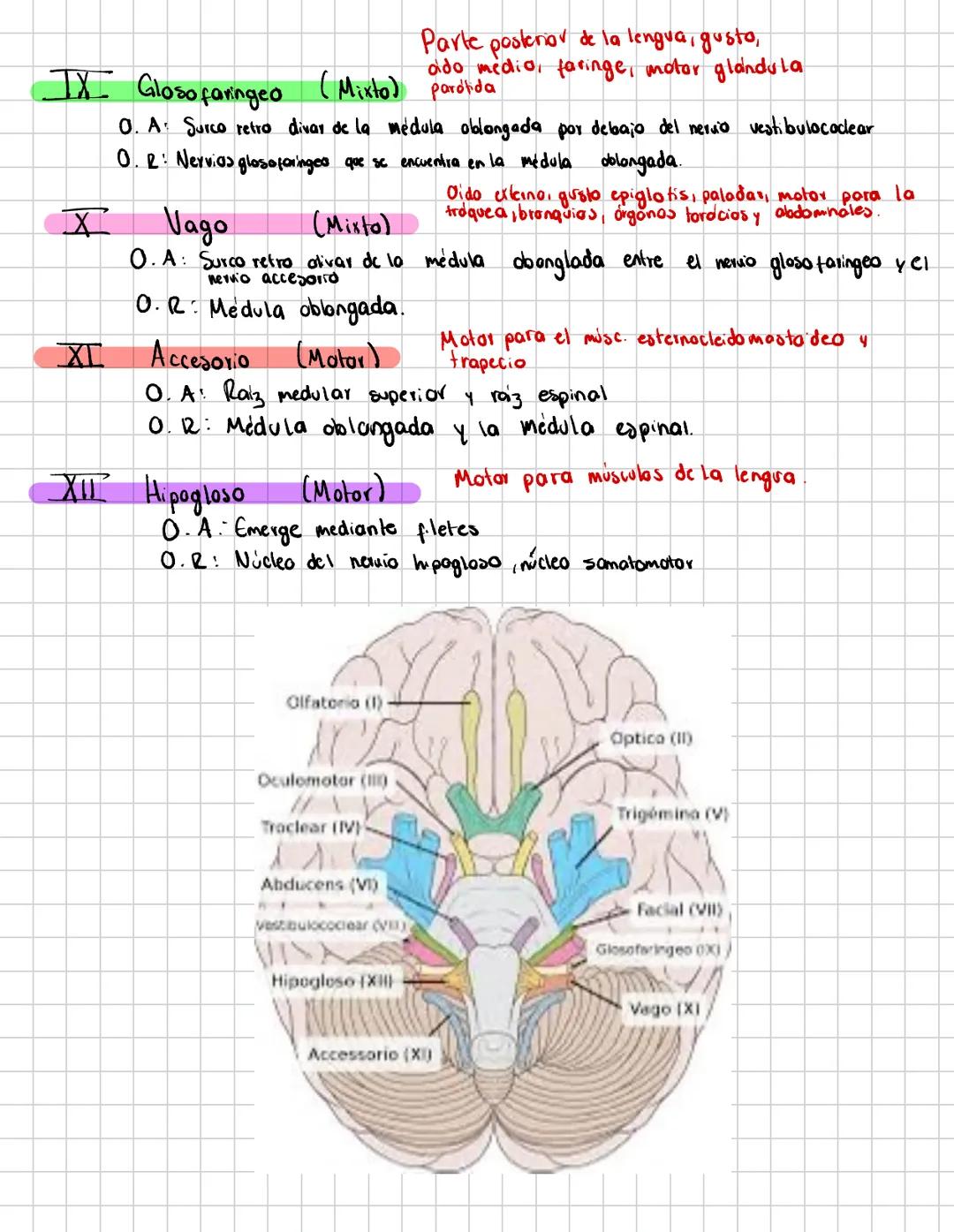 # Pares craneales
- Son haces de fibras sensitivas, motoros que
inervan músculos o glándulas y conducen impulsos
- desde receptores sensori
