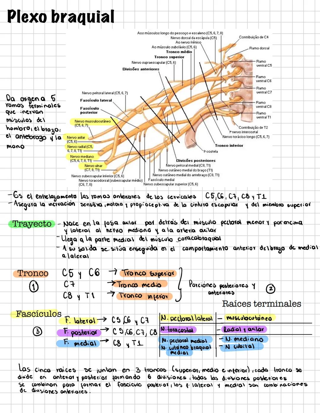 # Plexo braquial
Aos músculos longo do pescoço e escaleno (C5, 6, 7, 8)
Nervo dorsal da escápula (C5)
Ao nervo frenico
Ao músculo subclávio