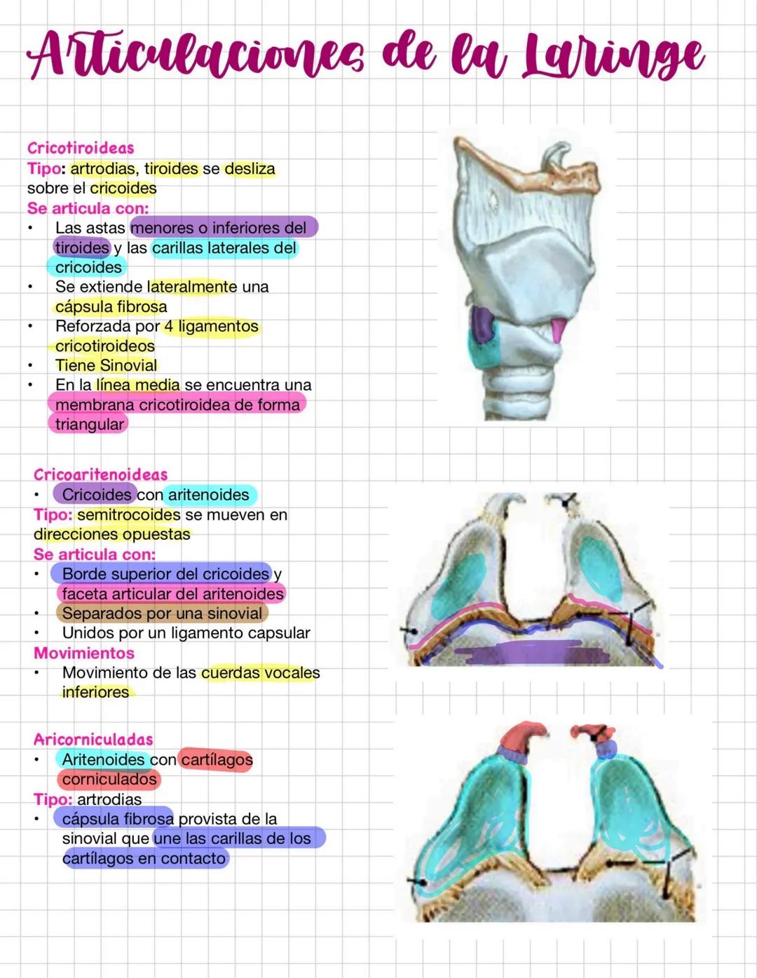 Articulaciones de la Laringe
Cricotiroideas
Tipo: artrodias, tiroides se desliza
sobre el cricoides
Se articula con:
•
•
Las astas menores o