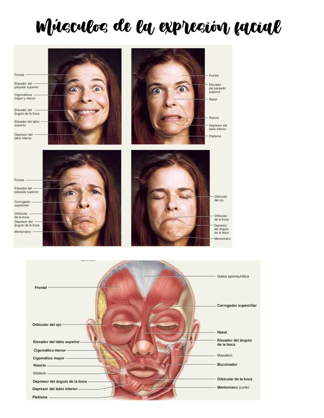 Movimiento:
# Sistema muscular
* Flexión: Disminuye el angulo entre los huesos y la articulación
* Extensión: Aumenta el angulo entre