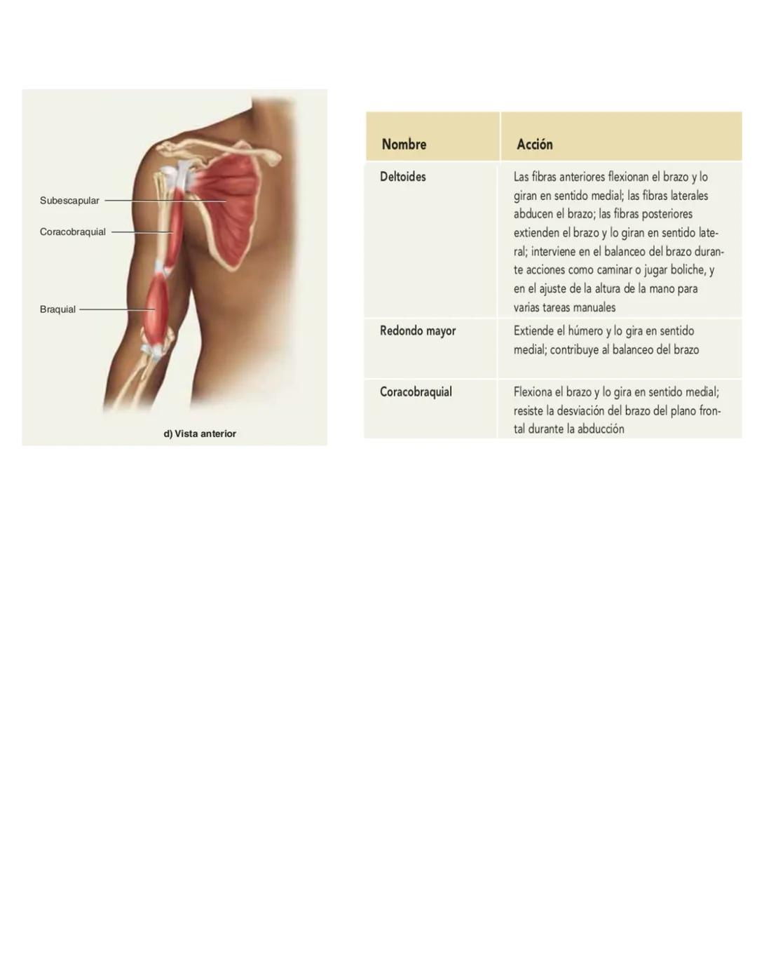 Movimiento:
# Sistema muscular
* Flexión: Disminuye el angulo entre los huesos y la articulación
* Extensión: Aumenta el angulo entre