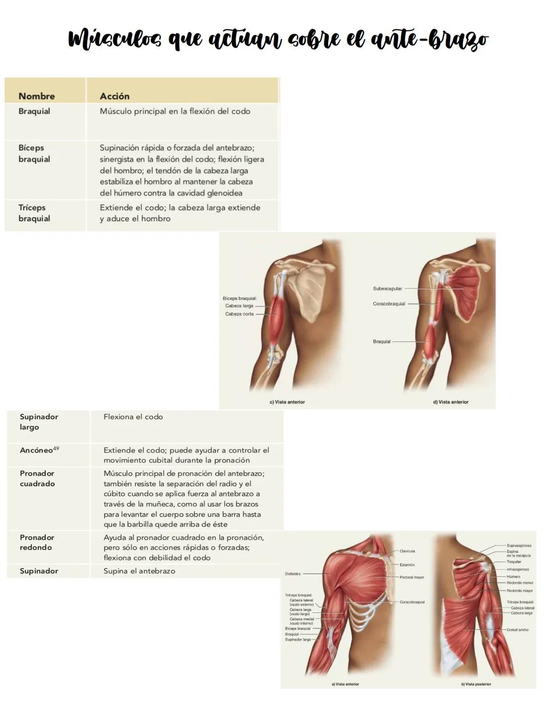 Movimiento:
# Sistema muscular
* Flexión: Disminuye el angulo entre los huesos y la articulación
* Extensión: Aumenta el angulo entre