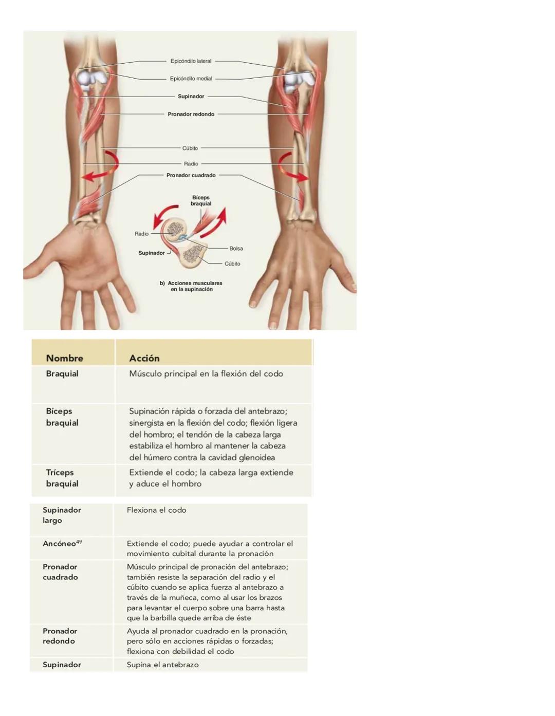Movimiento:
# Sistema muscular
* Flexión: Disminuye el angulo entre los huesos y la articulación
* Extensión: Aumenta el angulo entre