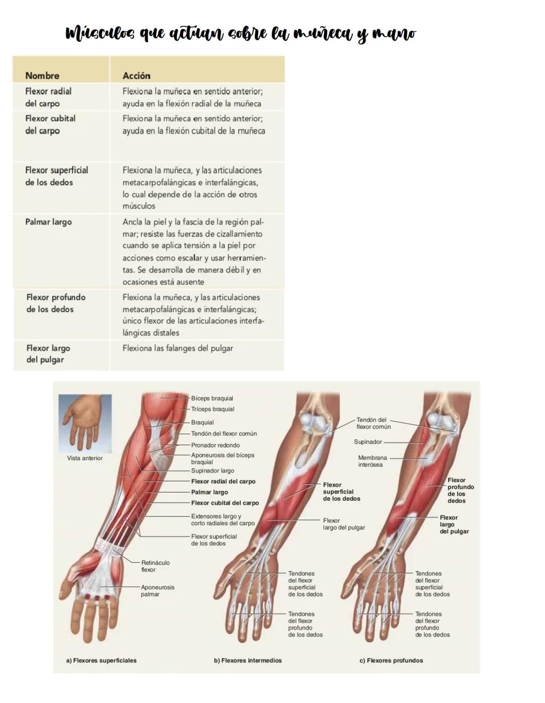 Movimiento:
# Sistema muscular
* Flexión: Disminuye el angulo entre los huesos y la articulación
* Extensión: Aumenta el angulo entre