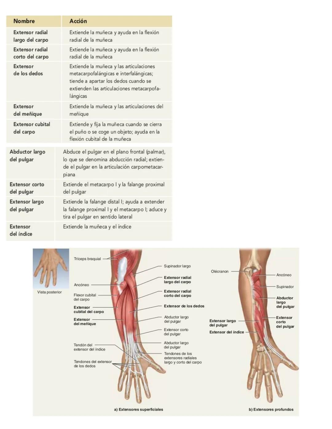 Movimiento:
# Sistema muscular
* Flexión: Disminuye el angulo entre los huesos y la articulación
* Extensión: Aumenta el angulo entre