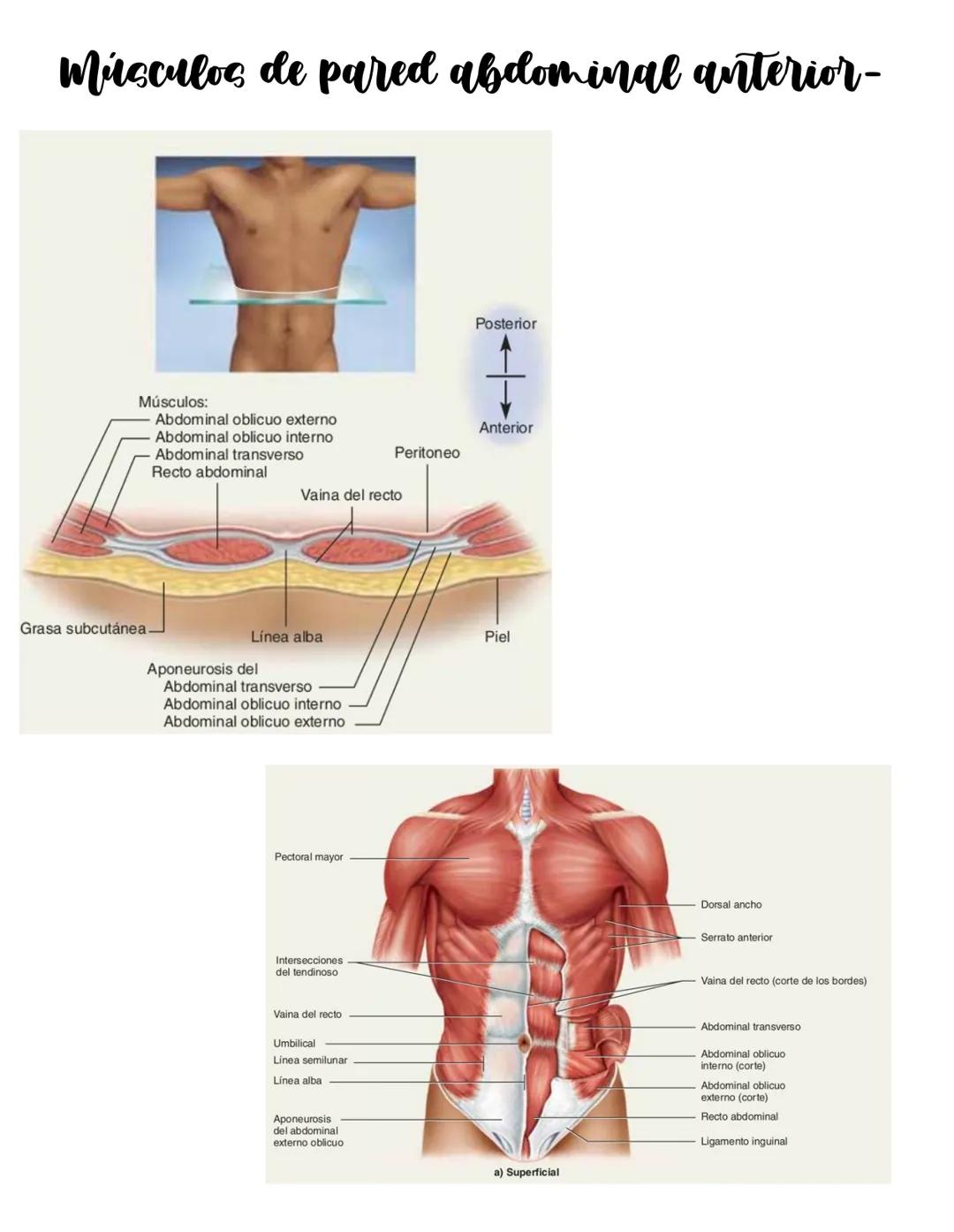 Movimiento:
# Sistema muscular
* Flexión: Disminuye el angulo entre los huesos y la articulación
* Extensión: Aumenta el angulo entre