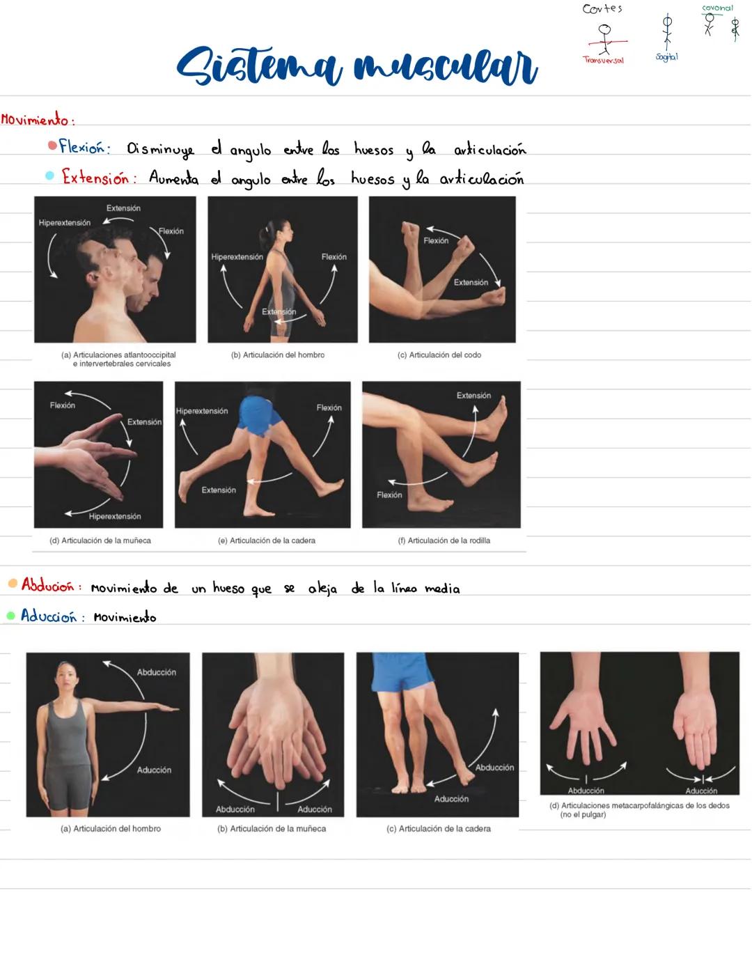 Movimiento:
# Sistema muscular
* Flexión: Disminuye el angulo entre los huesos y la articulación
* Extensión: Aumenta el angulo entre