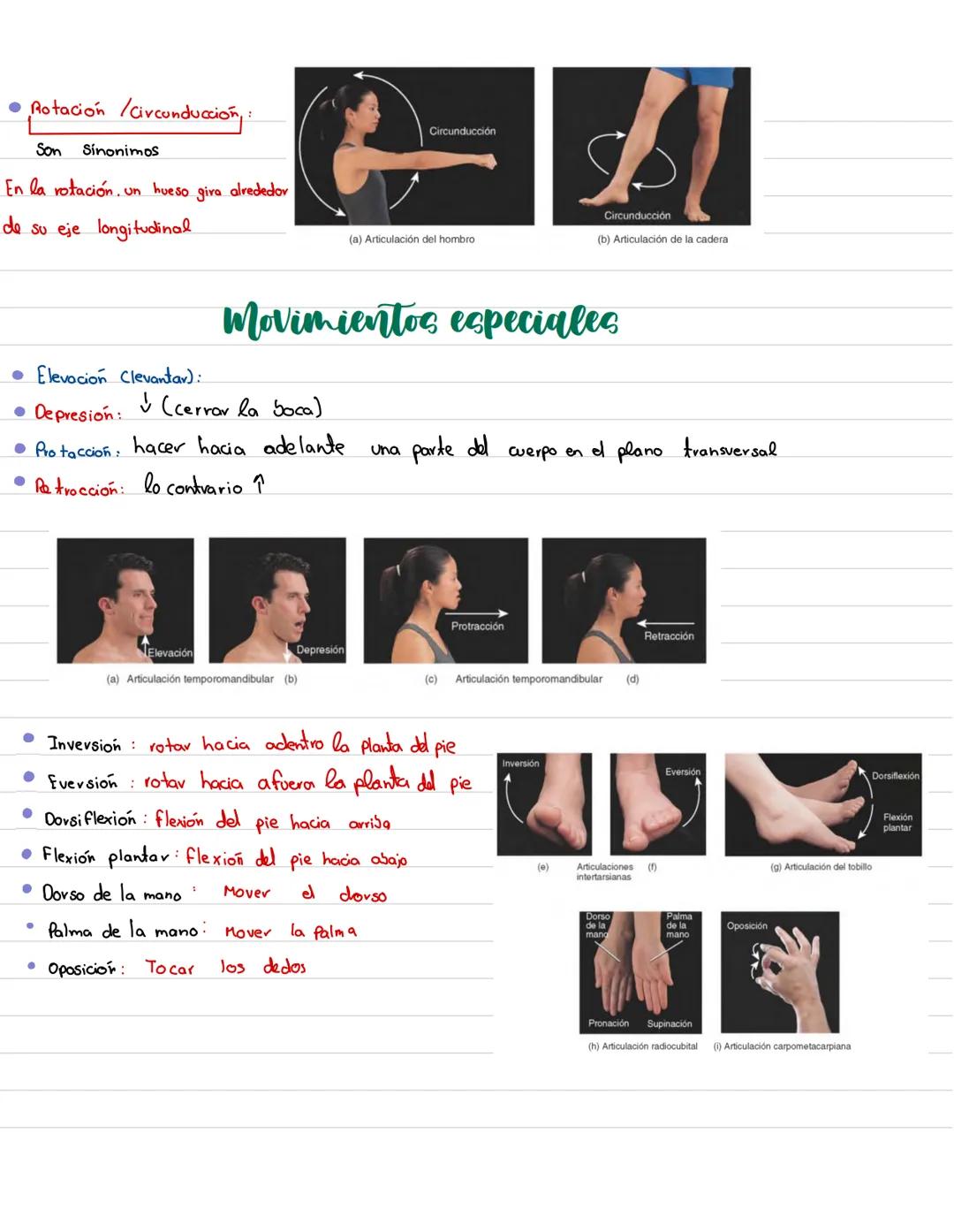 Movimiento:
# Sistema muscular
* Flexión: Disminuye el angulo entre los huesos y la articulación
* Extensión: Aumenta el angulo entre