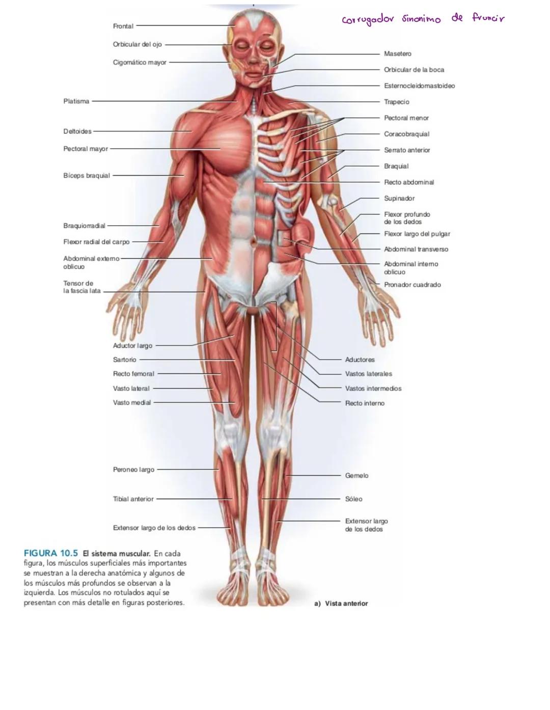 Movimiento:
# Sistema muscular
* Flexión: Disminuye el angulo entre los huesos y la articulación
* Extensión: Aumenta el angulo entre