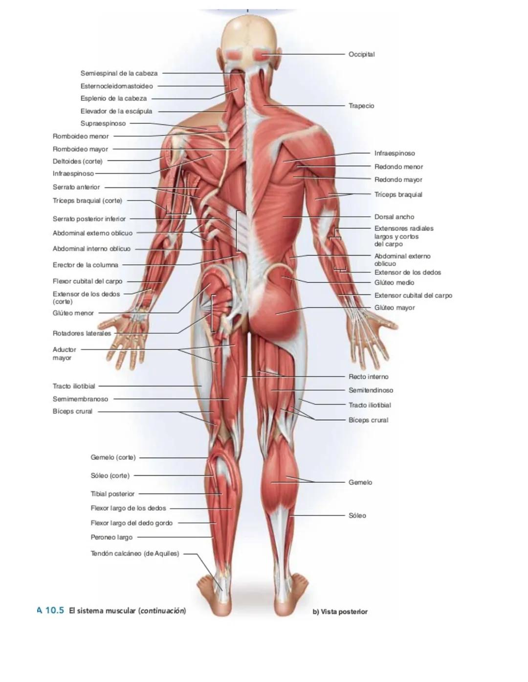 Movimiento:
# Sistema muscular
* Flexión: Disminuye el angulo entre los huesos y la articulación
* Extensión: Aumenta el angulo entre