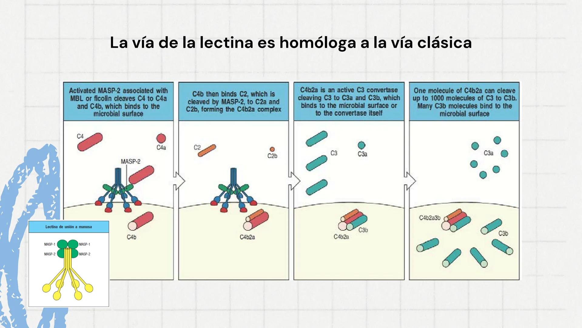Sistema del
Complemento
www
VVV Sistema del complemento y la
inmunidad innata/adaptativa
El complemento es un sistema de
proteínas plasmátic