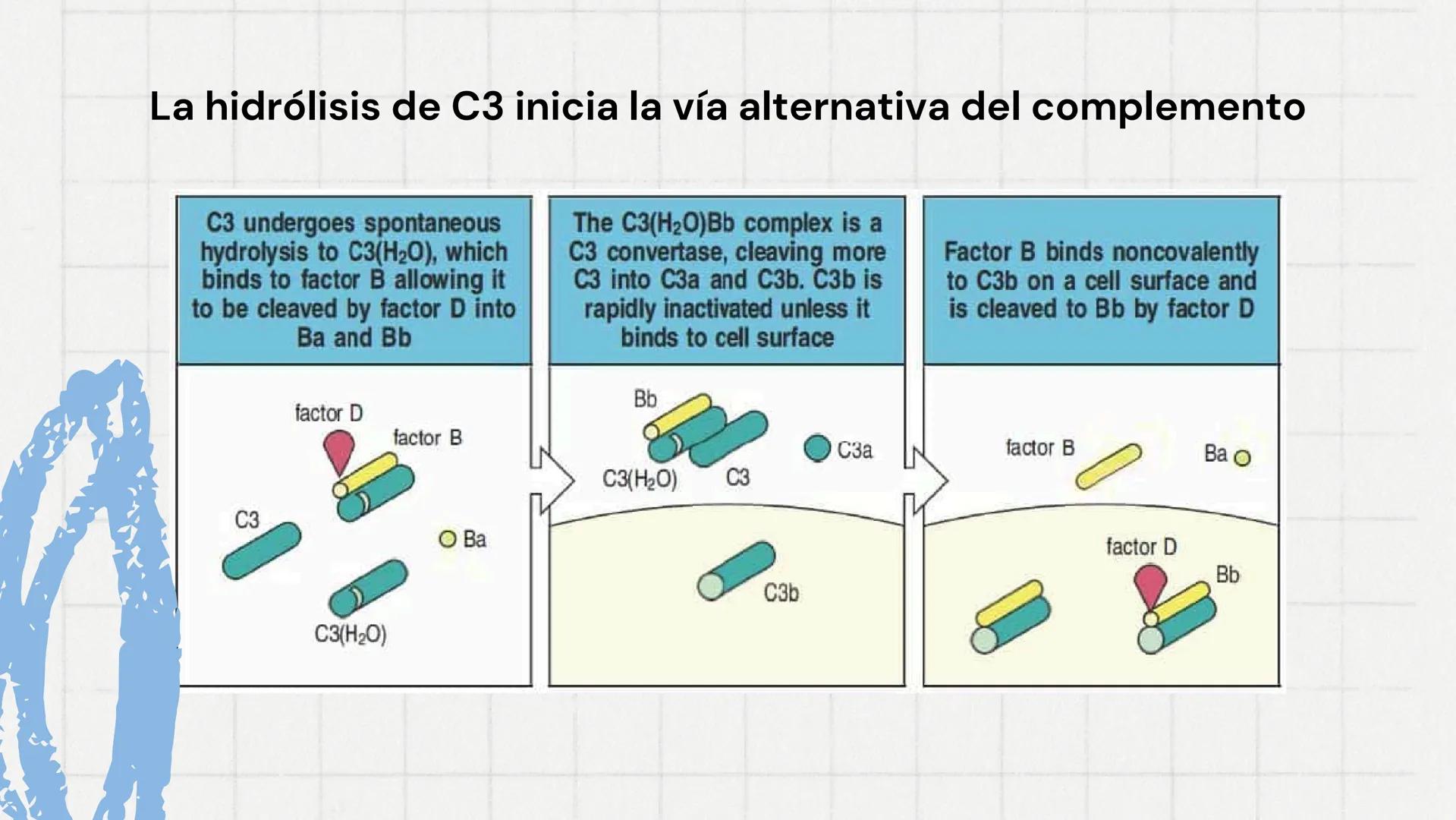 Sistema del
Complemento
www
VVV Sistema del complemento y la
inmunidad innata/adaptativa
El complemento es un sistema de
proteínas plasmátic