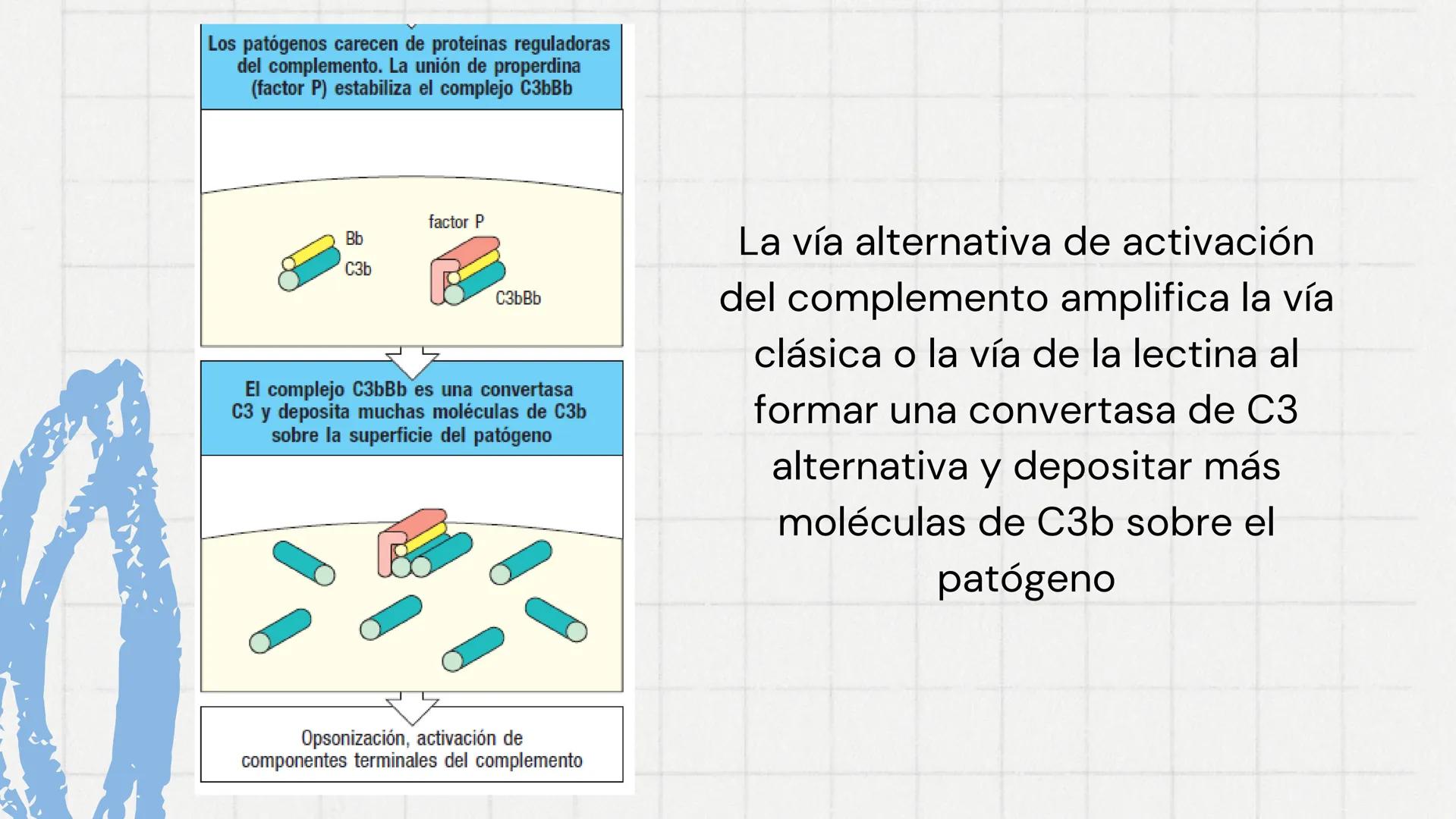 Sistema del
Complemento
www
VVV Sistema del complemento y la
inmunidad innata/adaptativa
El complemento es un sistema de
proteínas plasmátic