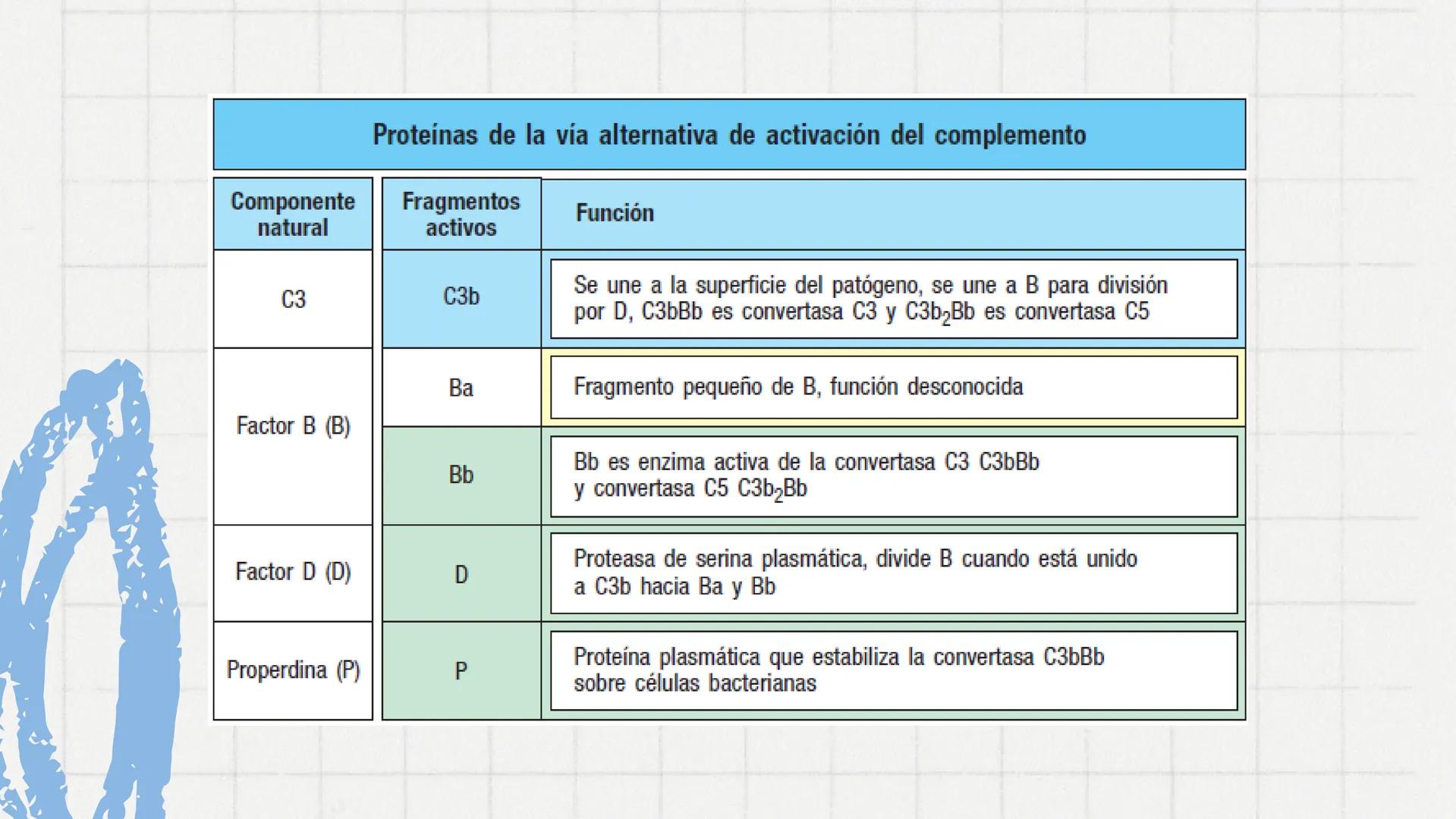 Sistema del
Complemento
www
VVV Sistema del complemento y la
inmunidad innata/adaptativa
El complemento es un sistema de
proteínas plasmátic