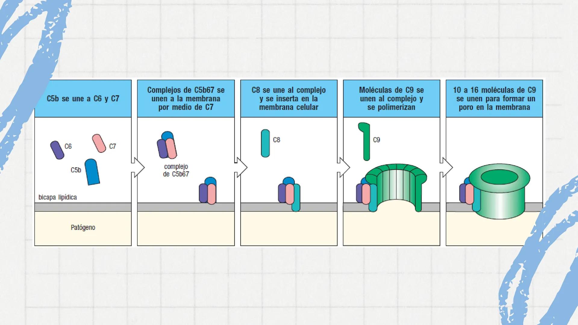 Sistema del
Complemento
www
VVV Sistema del complemento y la
inmunidad innata/adaptativa
El complemento es un sistema de
proteínas plasmátic