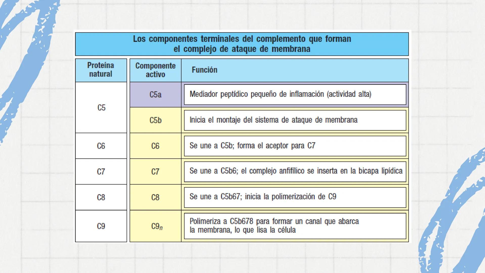 Sistema del
Complemento
www
VVV Sistema del complemento y la
inmunidad innata/adaptativa
El complemento es un sistema de
proteínas plasmátic