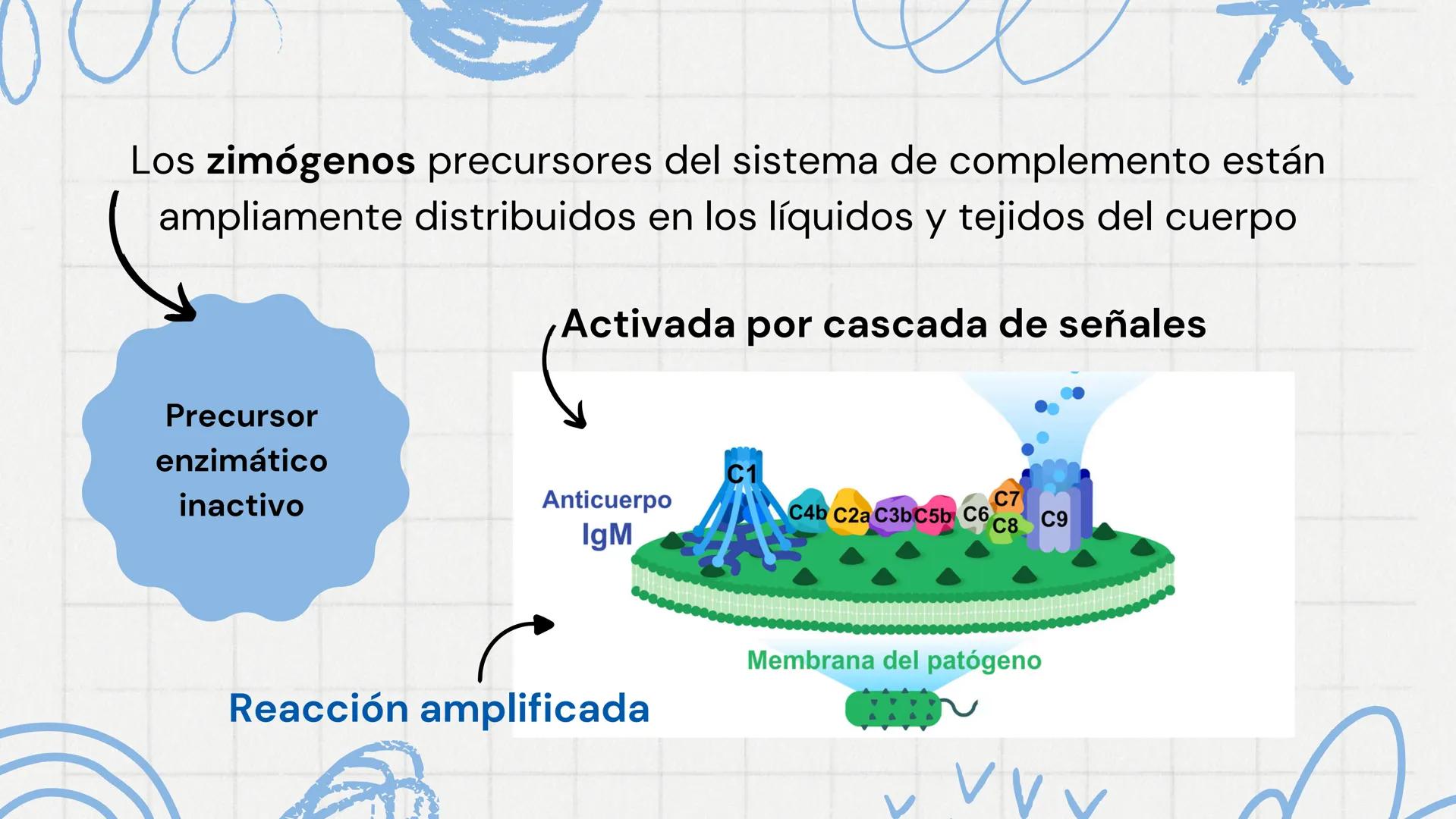 Sistema del
Complemento
www
VVV Sistema del complemento y la
inmunidad innata/adaptativa
El complemento es un sistema de
proteínas plasmátic