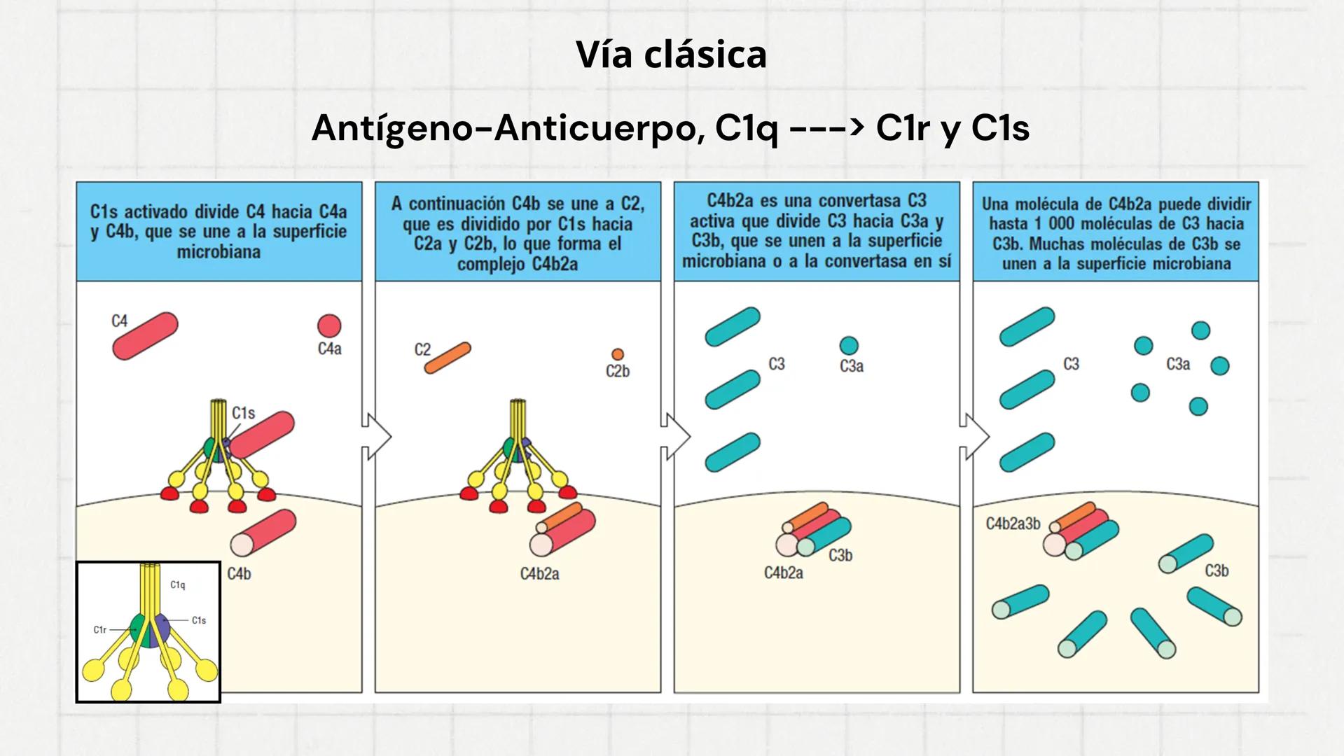 Sistema del
Complemento
www
VVV Sistema del complemento y la
inmunidad innata/adaptativa
El complemento es un sistema de
proteínas plasmátic