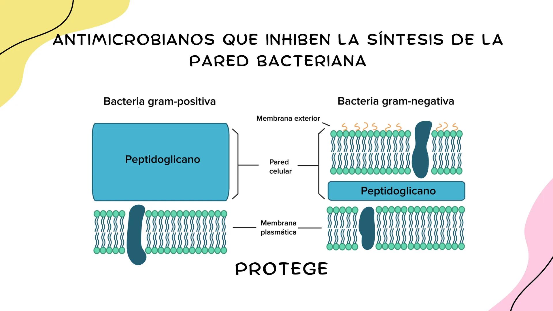 ANTIMICROBIANOS # LA ERA MODERNA DE LOS
ANTIBIÓTICOS (1899)
RUDOLF EMMERICH
OSCAR LÖW
PIOCIANASA
PSEUDOMONAS
AERUGINOSA
INFECCIÓN: QUEM