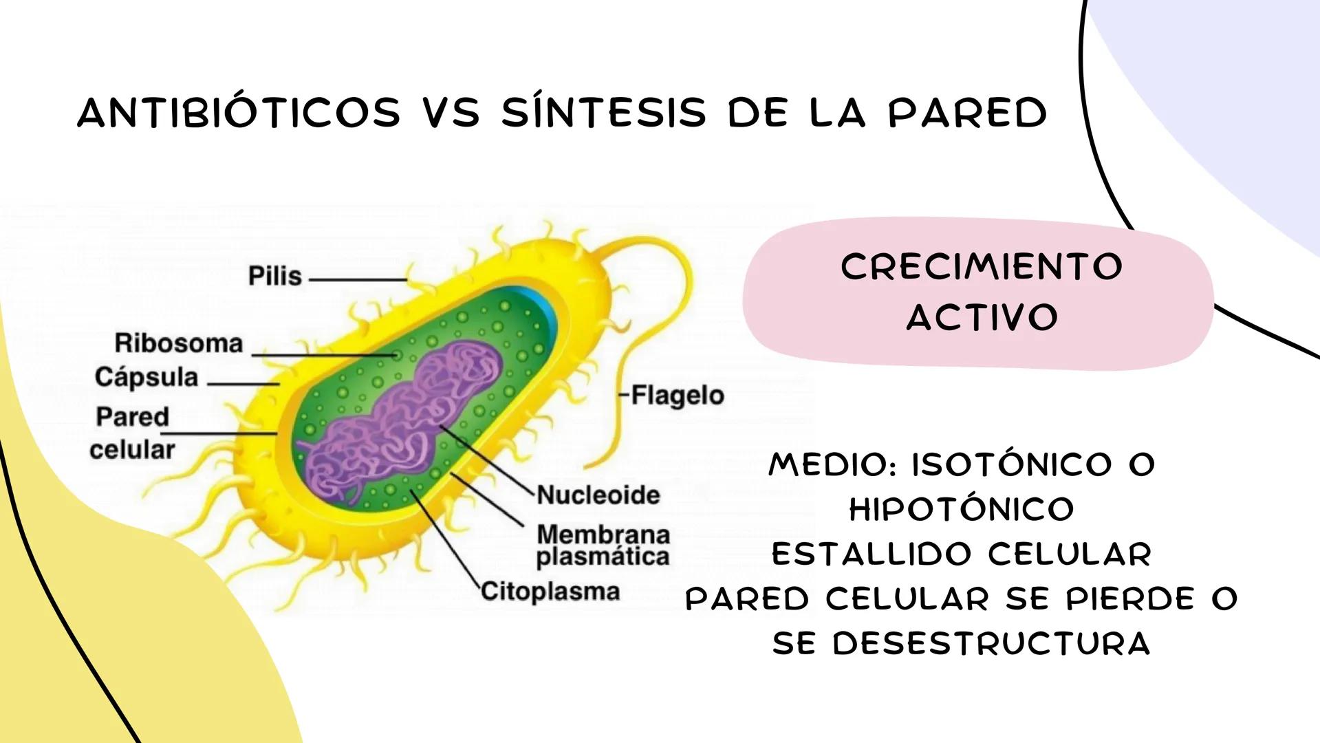 ANTIMICROBIANOS # LA ERA MODERNA DE LOS
ANTIBIÓTICOS (1899)
RUDOLF EMMERICH
OSCAR LÖW
PIOCIANASA
PSEUDOMONAS
AERUGINOSA
INFECCIÓN: QUEM