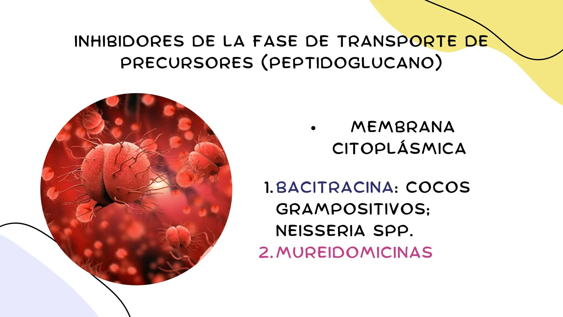 ANTIMICROBIANOS # LA ERA MODERNA DE LOS
ANTIBIÓTICOS (1899)
RUDOLF EMMERICH
OSCAR LÖW
PIOCIANASA
PSEUDOMONAS
AERUGINOSA
INFECCIÓN: QUEM