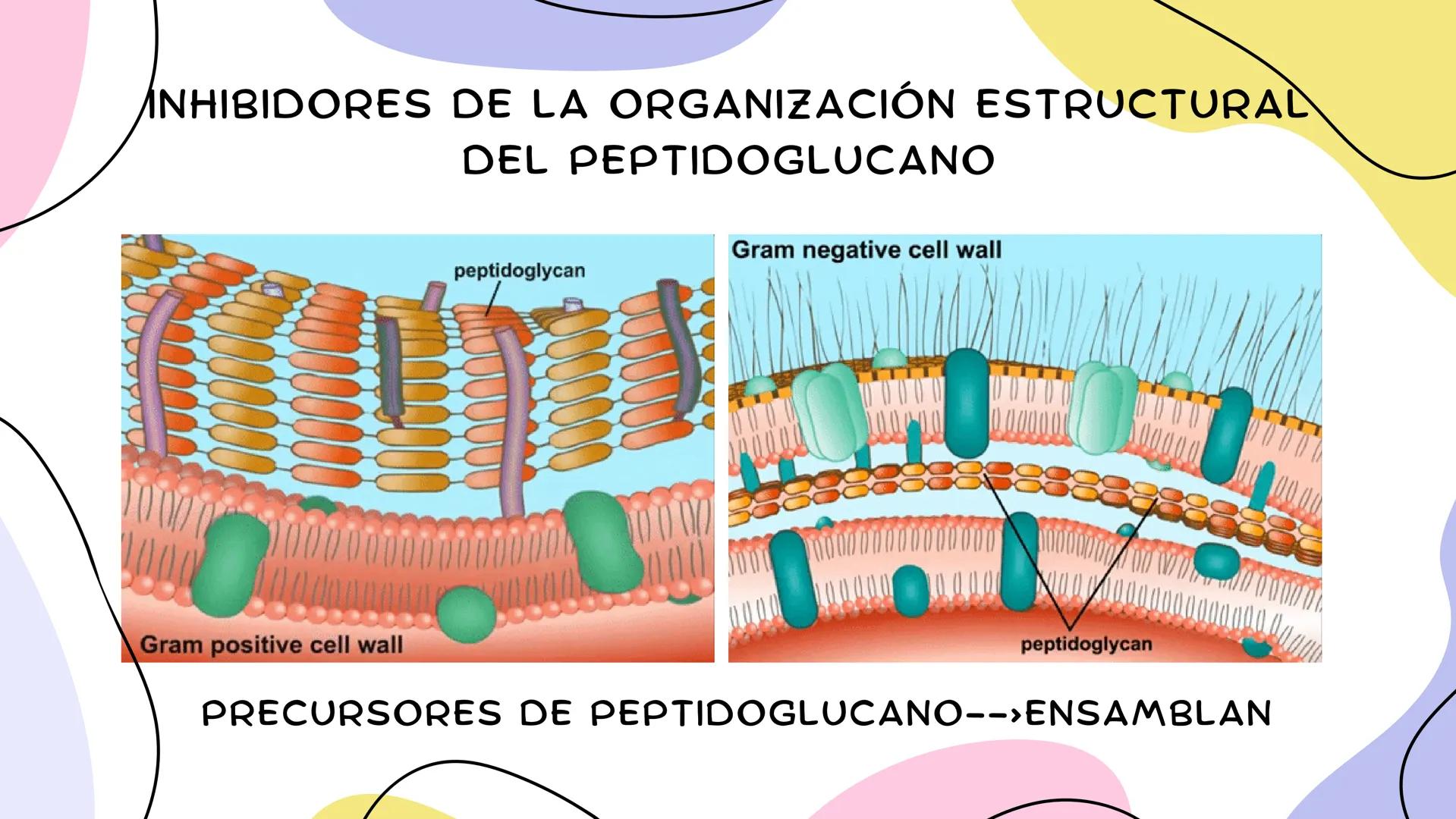 ANTIMICROBIANOS # LA ERA MODERNA DE LOS
ANTIBIÓTICOS (1899)
RUDOLF EMMERICH
OSCAR LÖW
PIOCIANASA
PSEUDOMONAS
AERUGINOSA
INFECCIÓN: QUEM