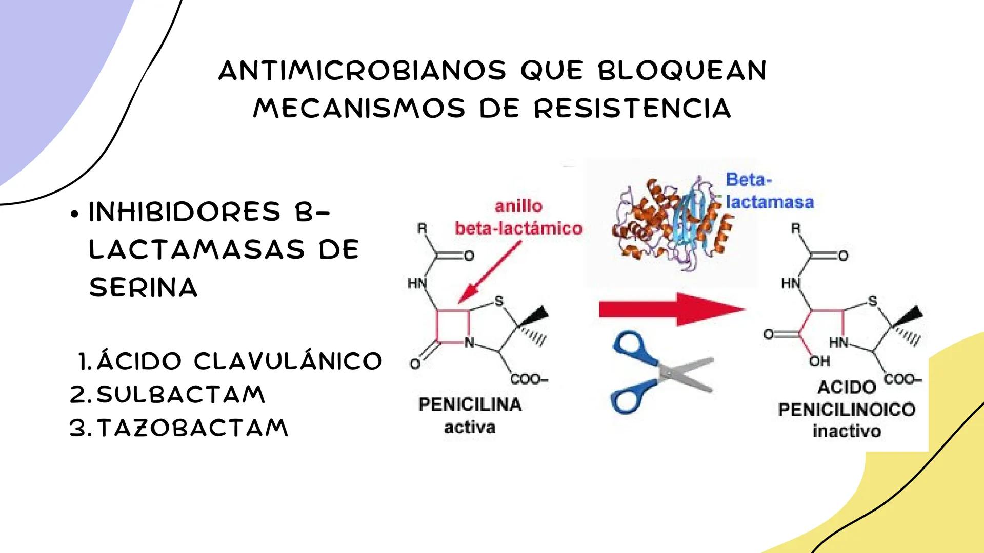 ANTIMICROBIANOS # LA ERA MODERNA DE LOS
ANTIBIÓTICOS (1899)
RUDOLF EMMERICH
OSCAR LÖW
PIOCIANASA
PSEUDOMONAS
AERUGINOSA
INFECCIÓN: QUEM