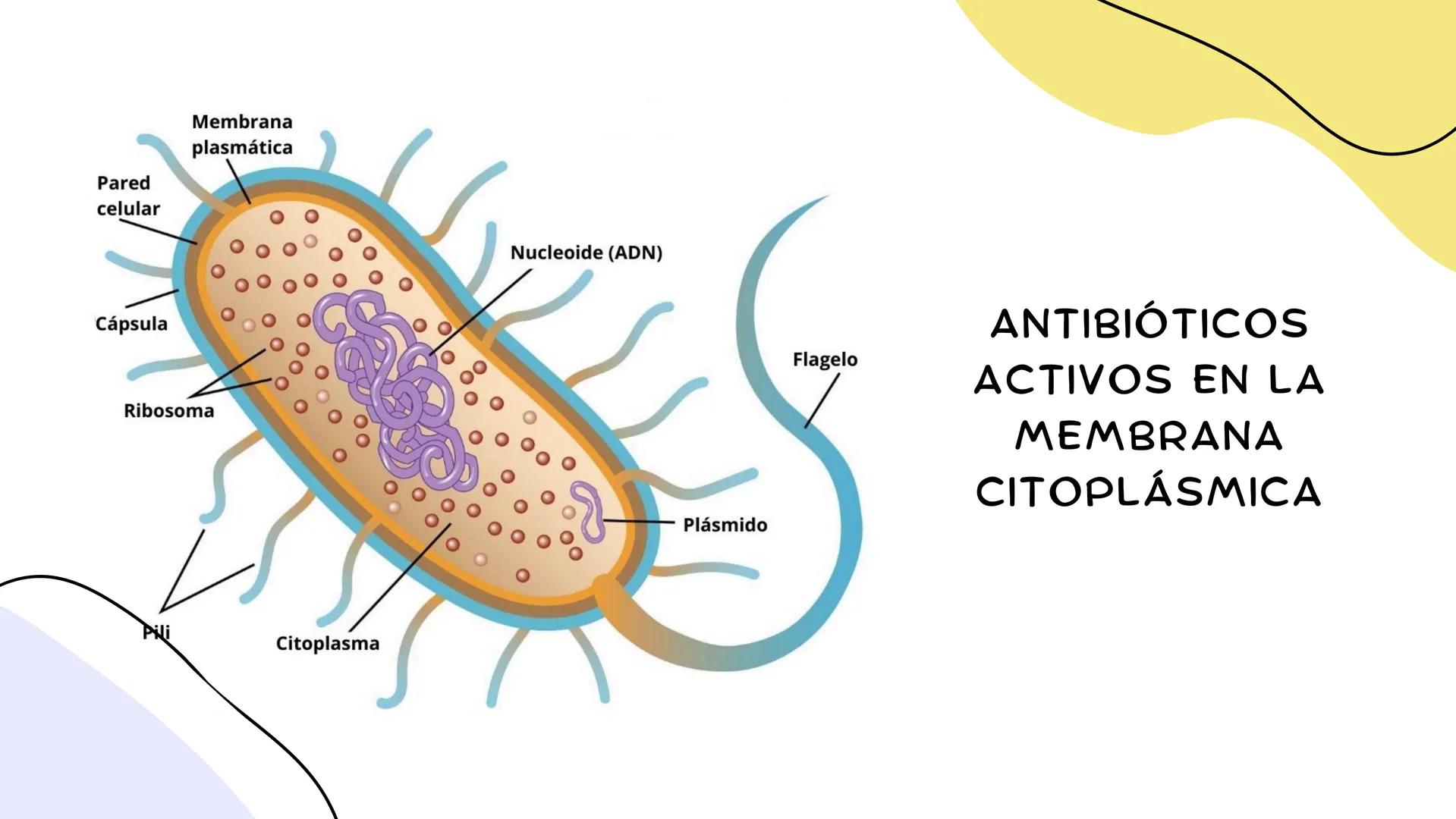 ANTIMICROBIANOS # LA ERA MODERNA DE LOS
ANTIBIÓTICOS (1899)
RUDOLF EMMERICH
OSCAR LÖW
PIOCIANASA
PSEUDOMONAS
AERUGINOSA
INFECCIÓN: QUEM