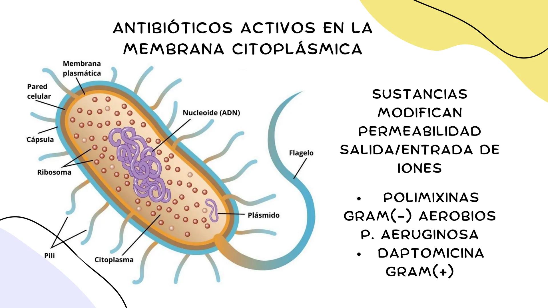 ANTIMICROBIANOS # LA ERA MODERNA DE LOS
ANTIBIÓTICOS (1899)
RUDOLF EMMERICH
OSCAR LÖW
PIOCIANASA
PSEUDOMONAS
AERUGINOSA
INFECCIÓN: QUEM