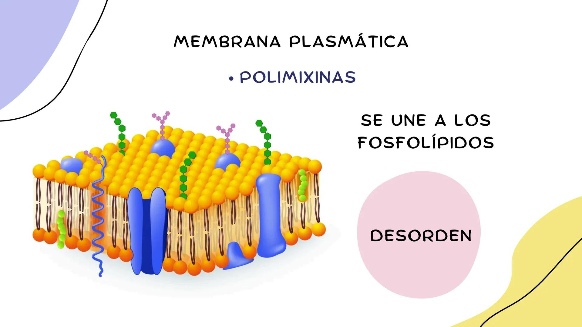 ANTIMICROBIANOS # LA ERA MODERNA DE LOS
ANTIBIÓTICOS (1899)
RUDOLF EMMERICH
OSCAR LÖW
PIOCIANASA
PSEUDOMONAS
AERUGINOSA
INFECCIÓN: QUEM